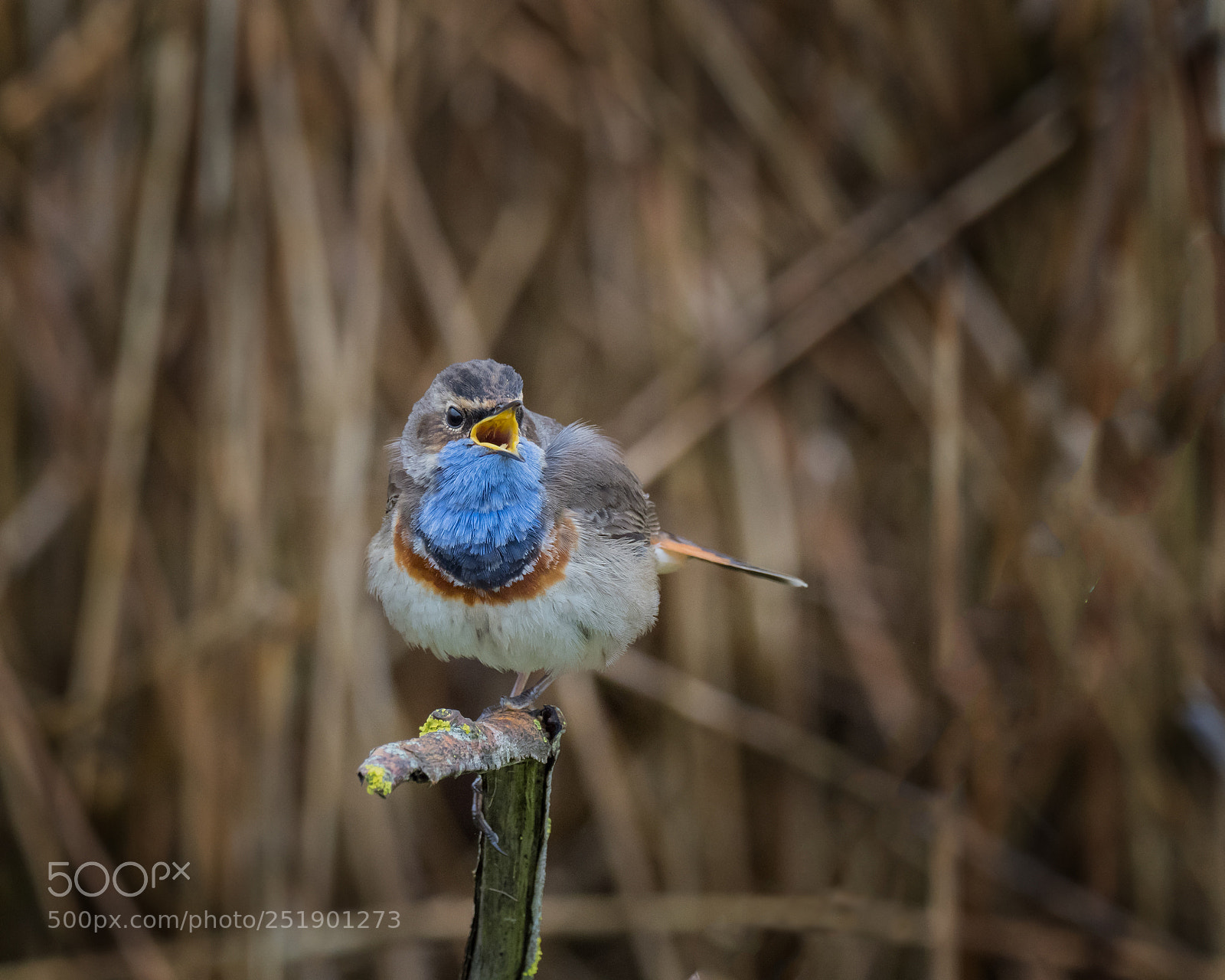 Olympus OM-D E-M1 Mark II sample photo. Bluethroat photography