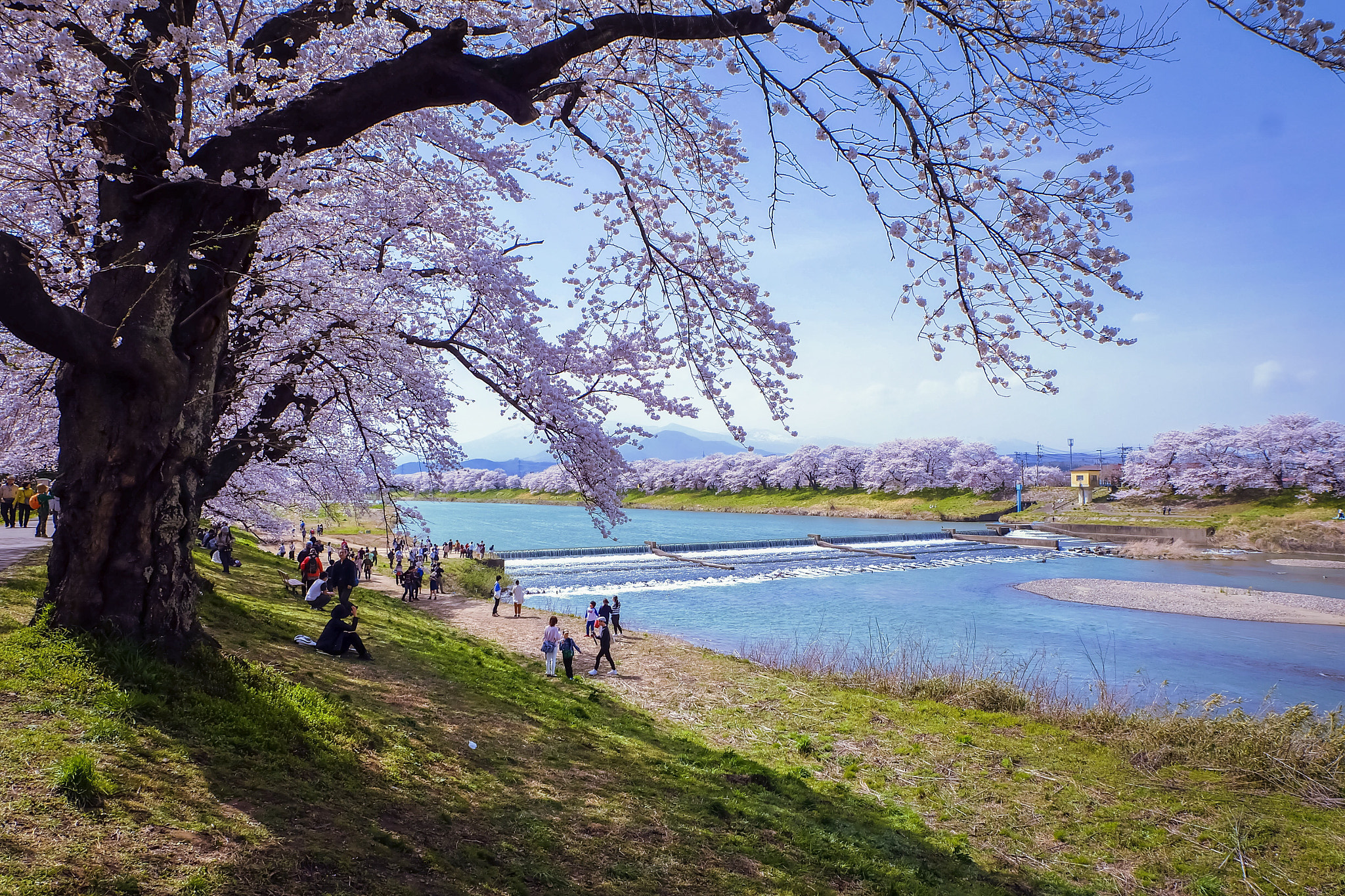 Fujifilm X-A2 sample photo. Temporary beauty  photography