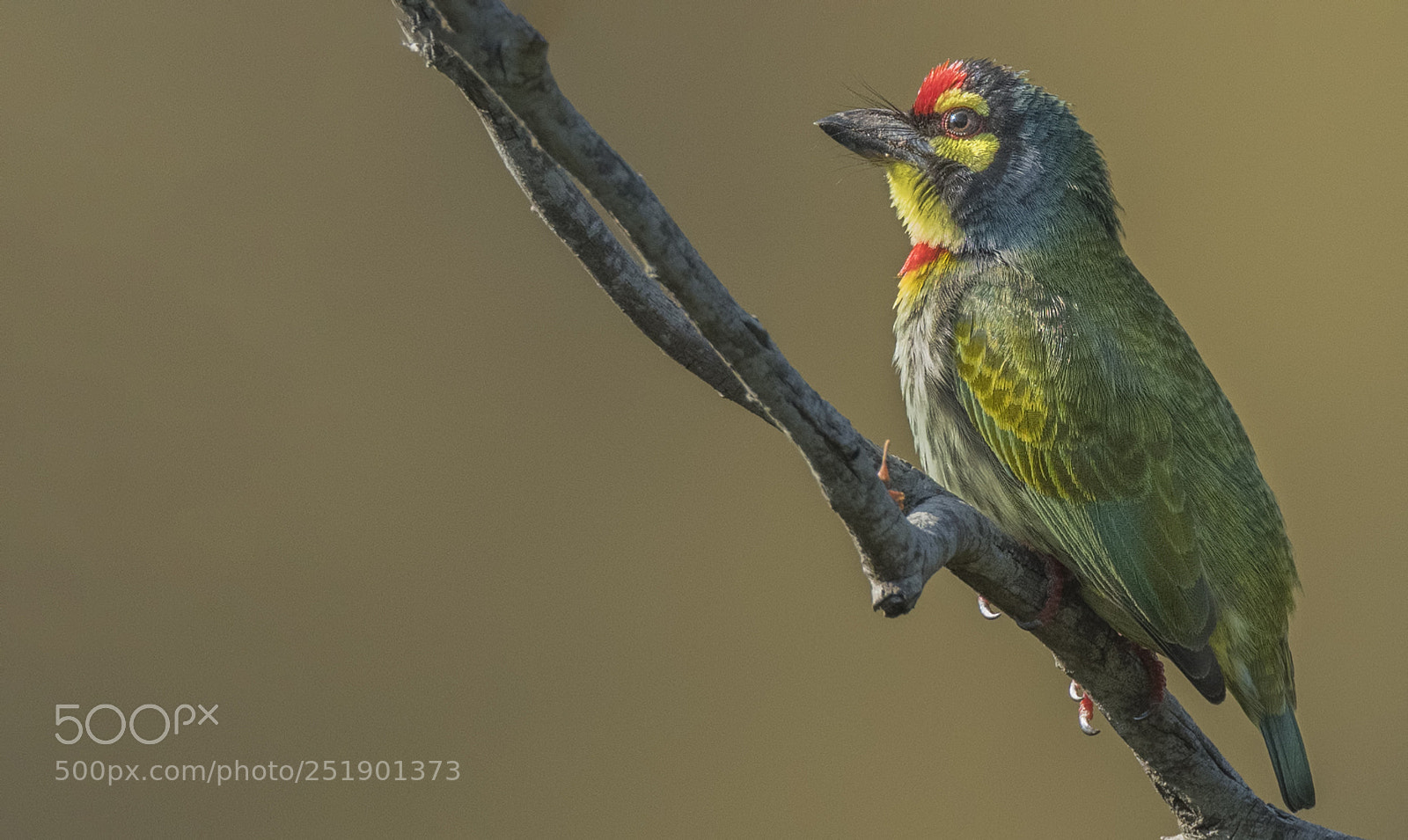 Nikon D850 sample photo. Coppersmith barbet photography
