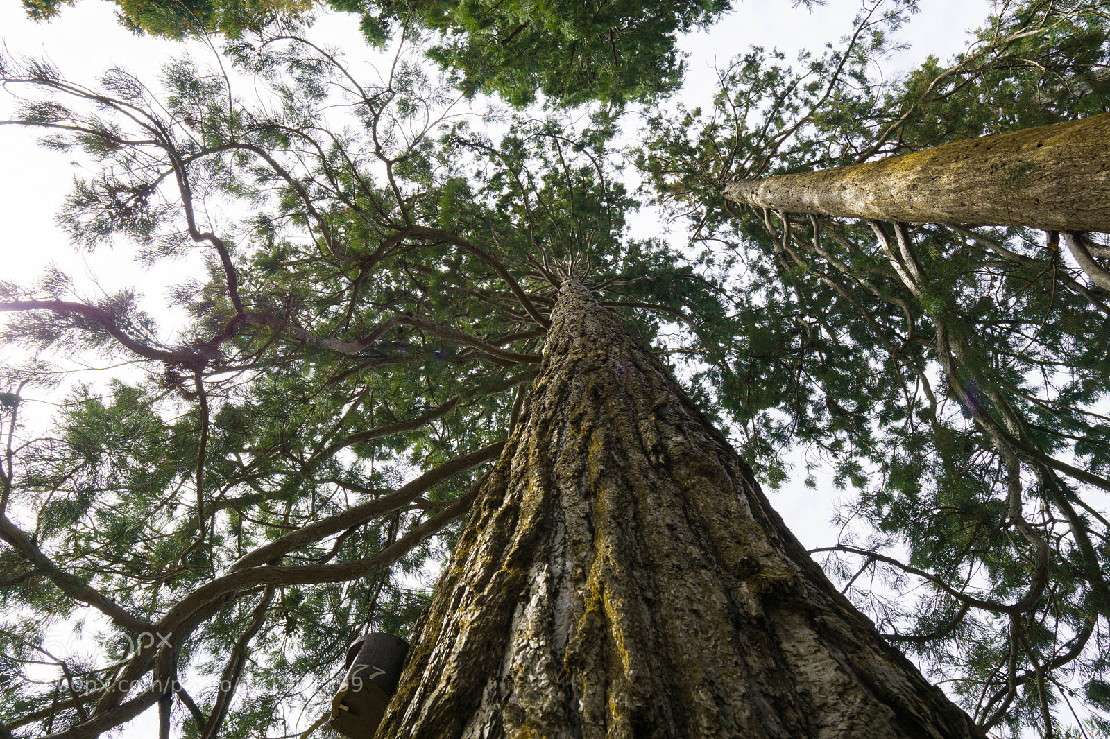 Sony a6000 sample photo. Looking up! photography