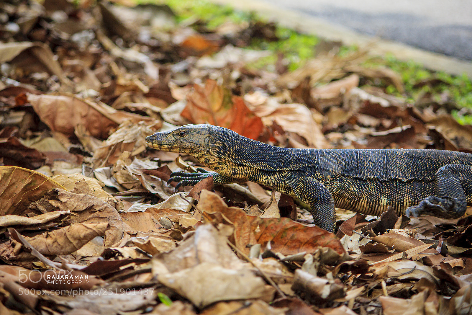 Canon EOS 60D sample photo. Monitor lizard - singapore photography