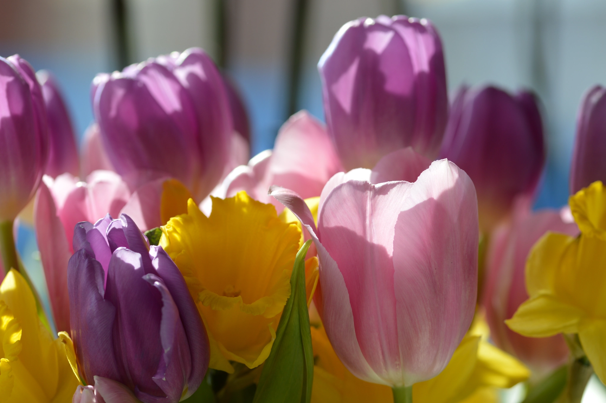 Sigma 105mm F2.8 EX DG OS HSM sample photo. Tulips photography