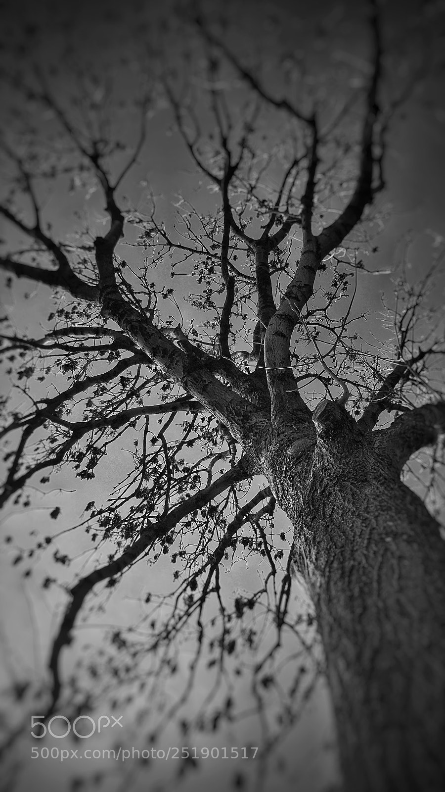 Samsung Galaxy S6 sample photo. • i just like trees • photography