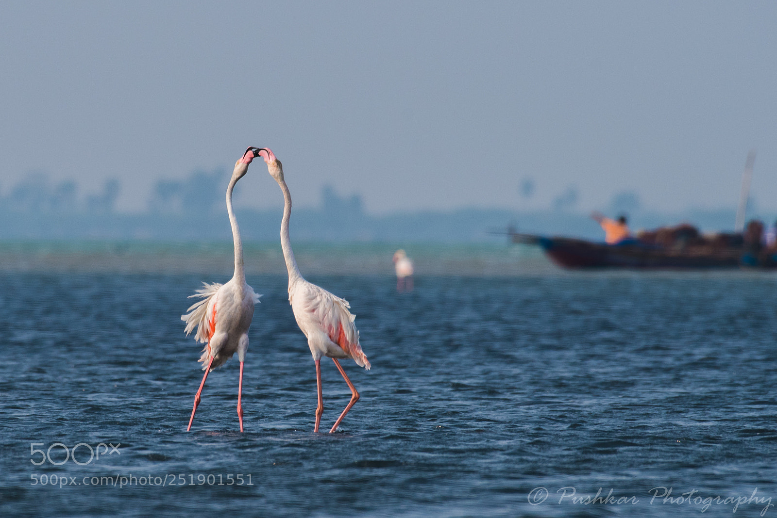 Nikon D810 sample photo. Greater flamingos photography