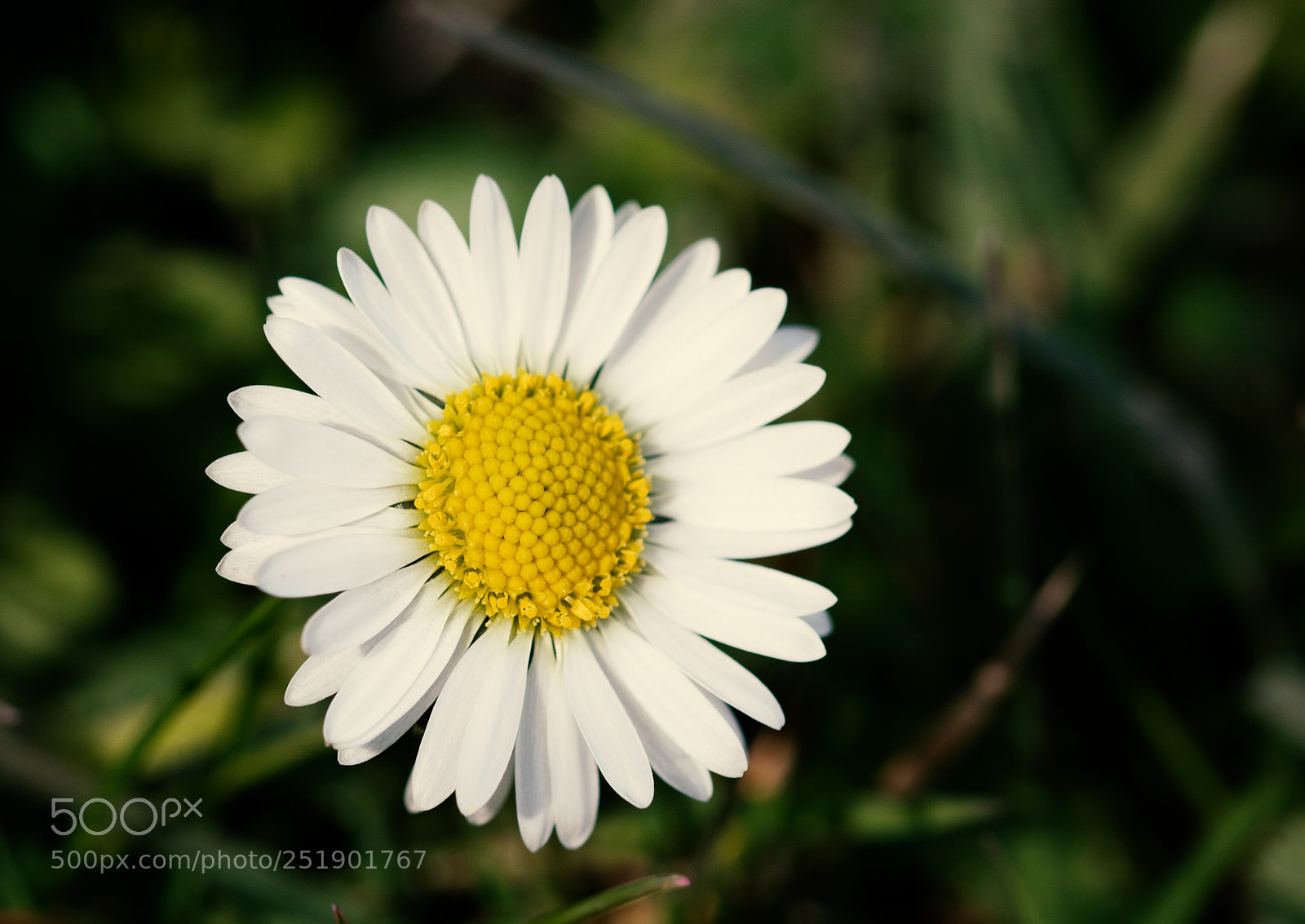 Nikon D500 sample photo. Colored daisy photography