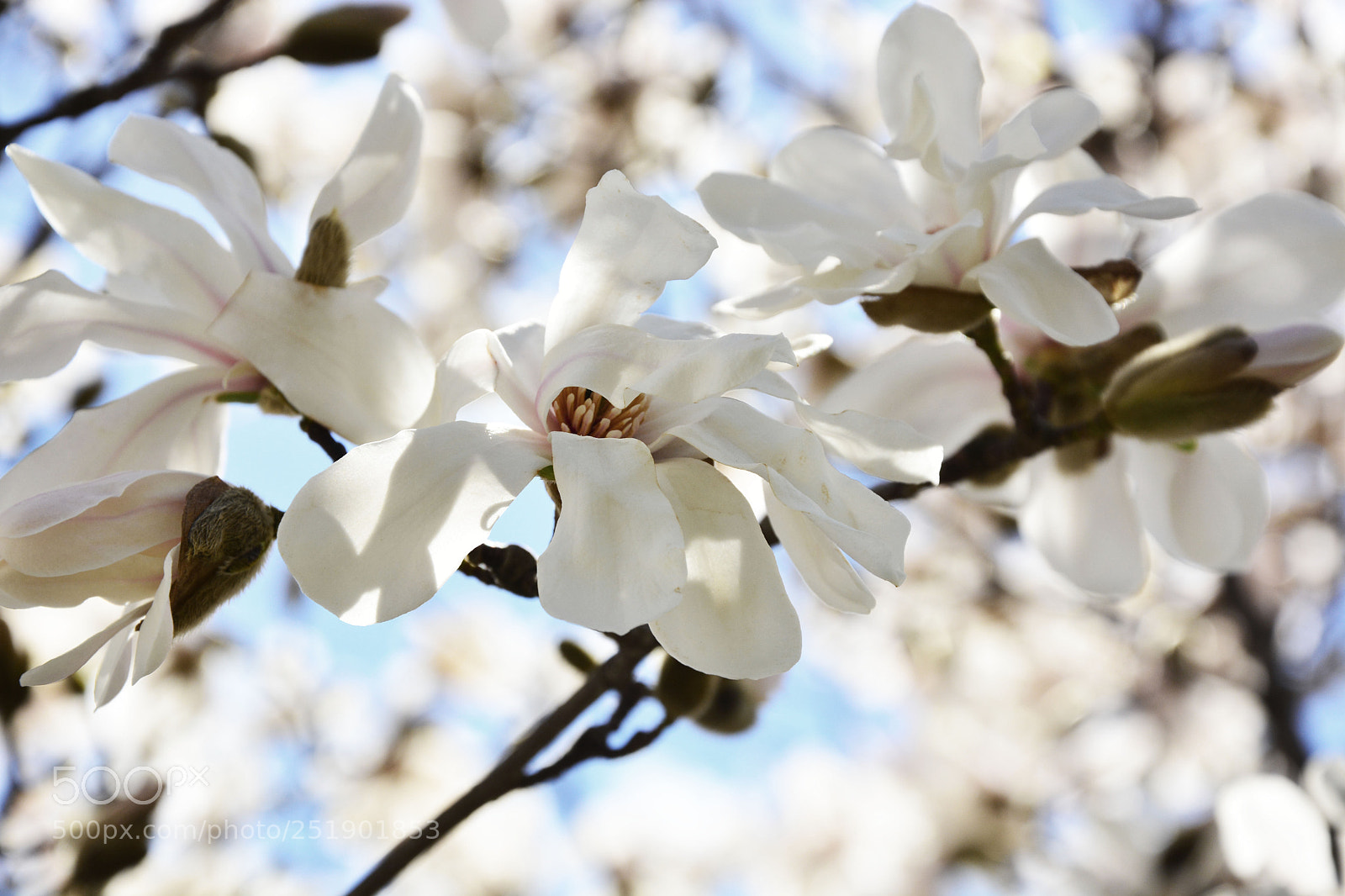 Nikon D7100 sample photo. Magnolia photography