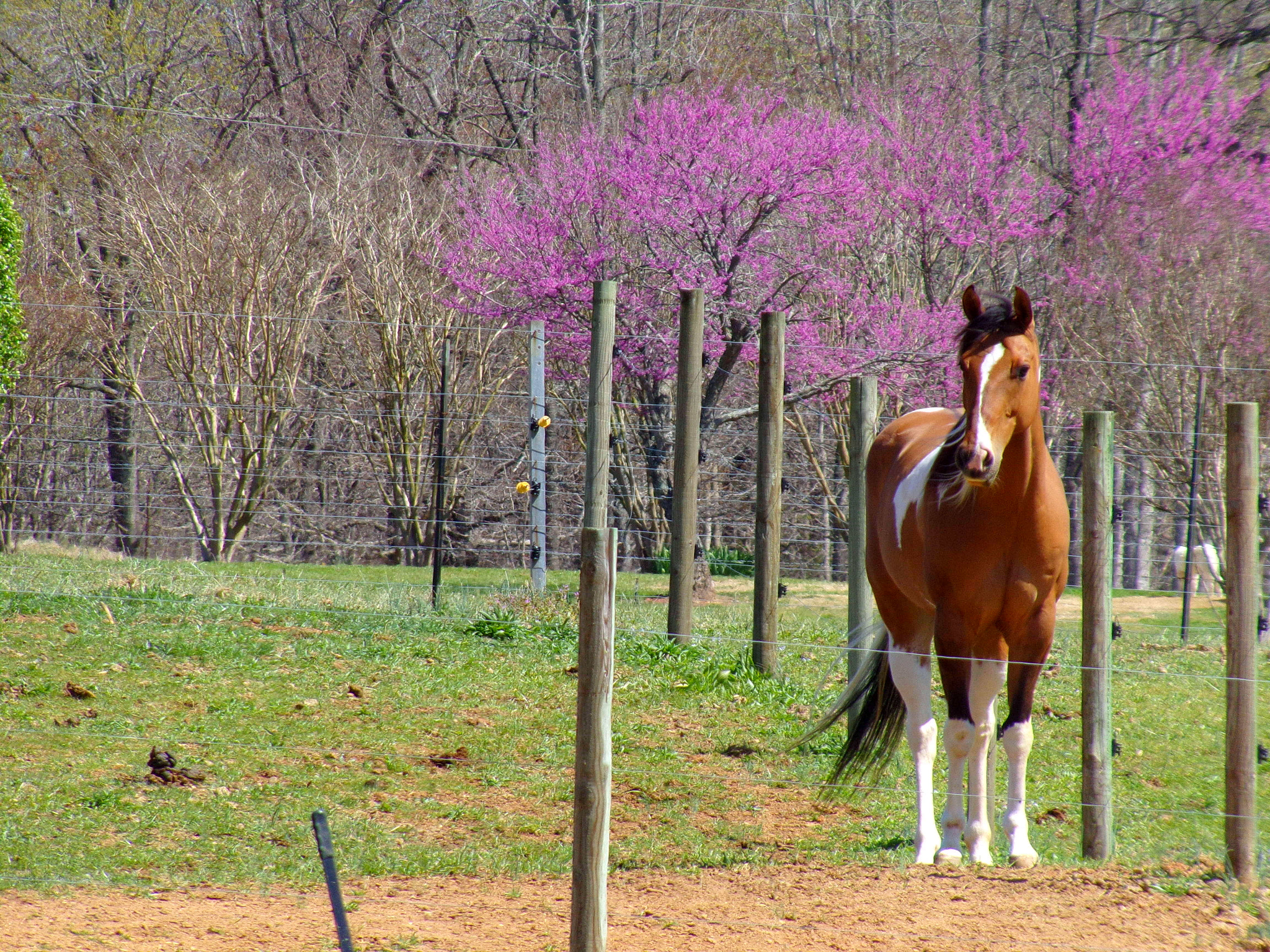 JK KODAK PIXPRO AZ252 sample photo. Maverick the horse at the stables photography