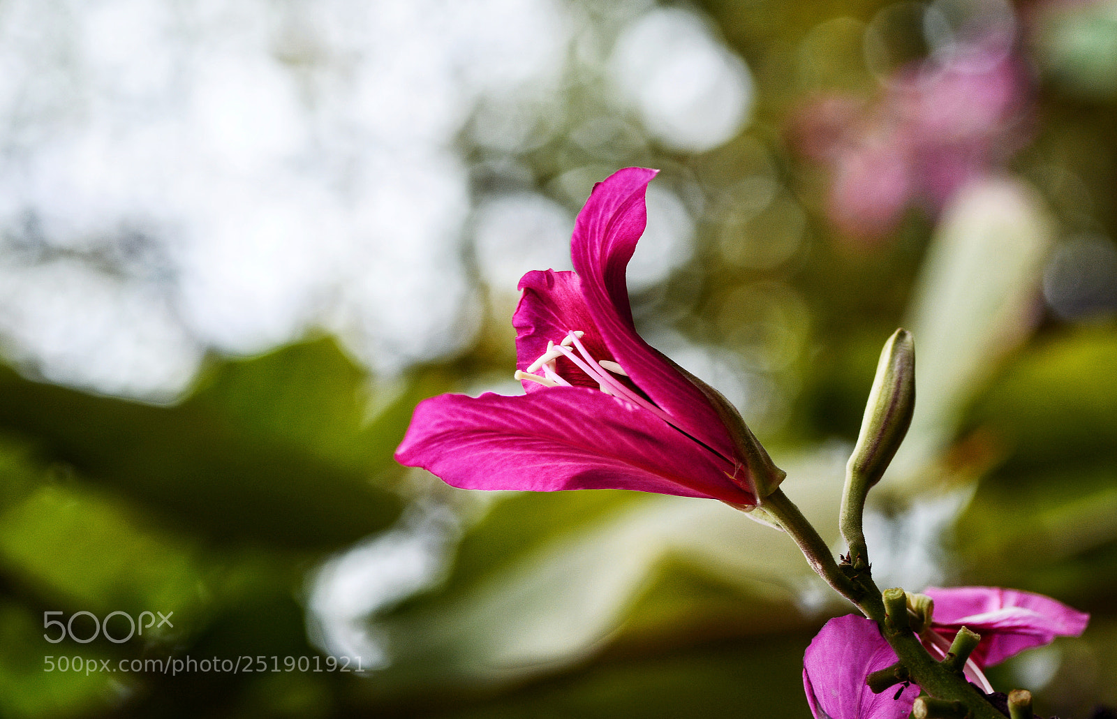 Nikon D7100 sample photo. Untitled photography