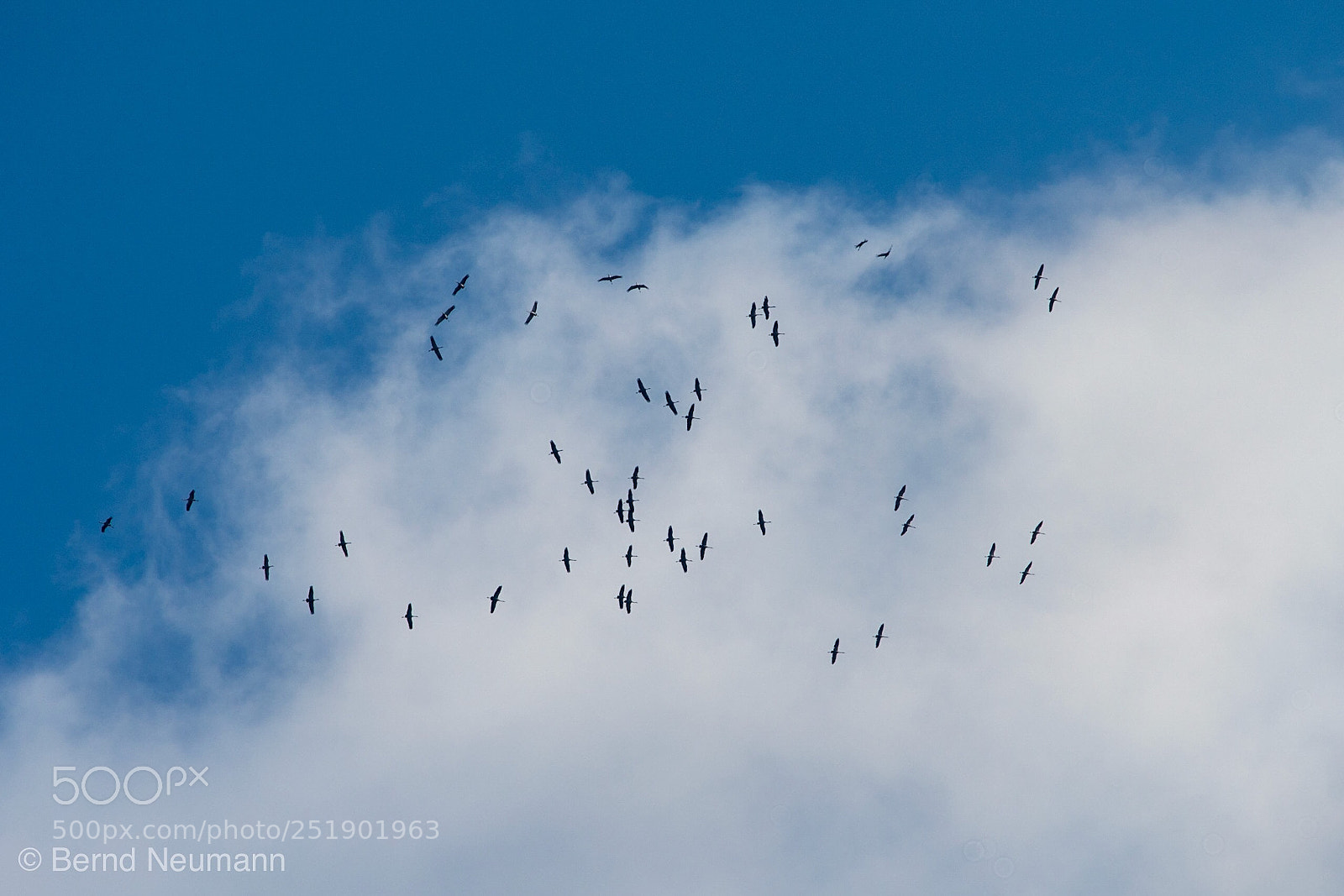 Nikon D7500 sample photo. Störche photography