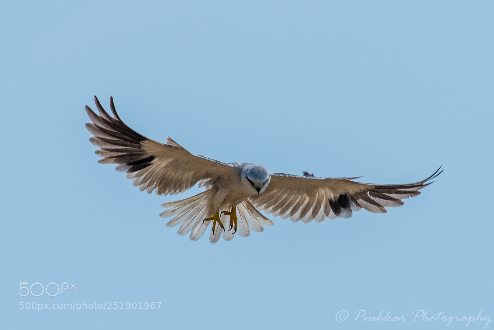 Nikon D810 sample photo. Black shouldered kite photography