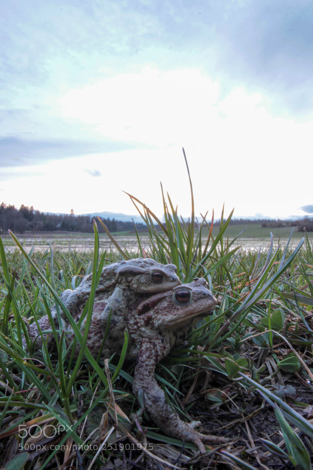 Canon EOS 600D (Rebel EOS T3i / EOS Kiss X5) sample photo. Frogs photography