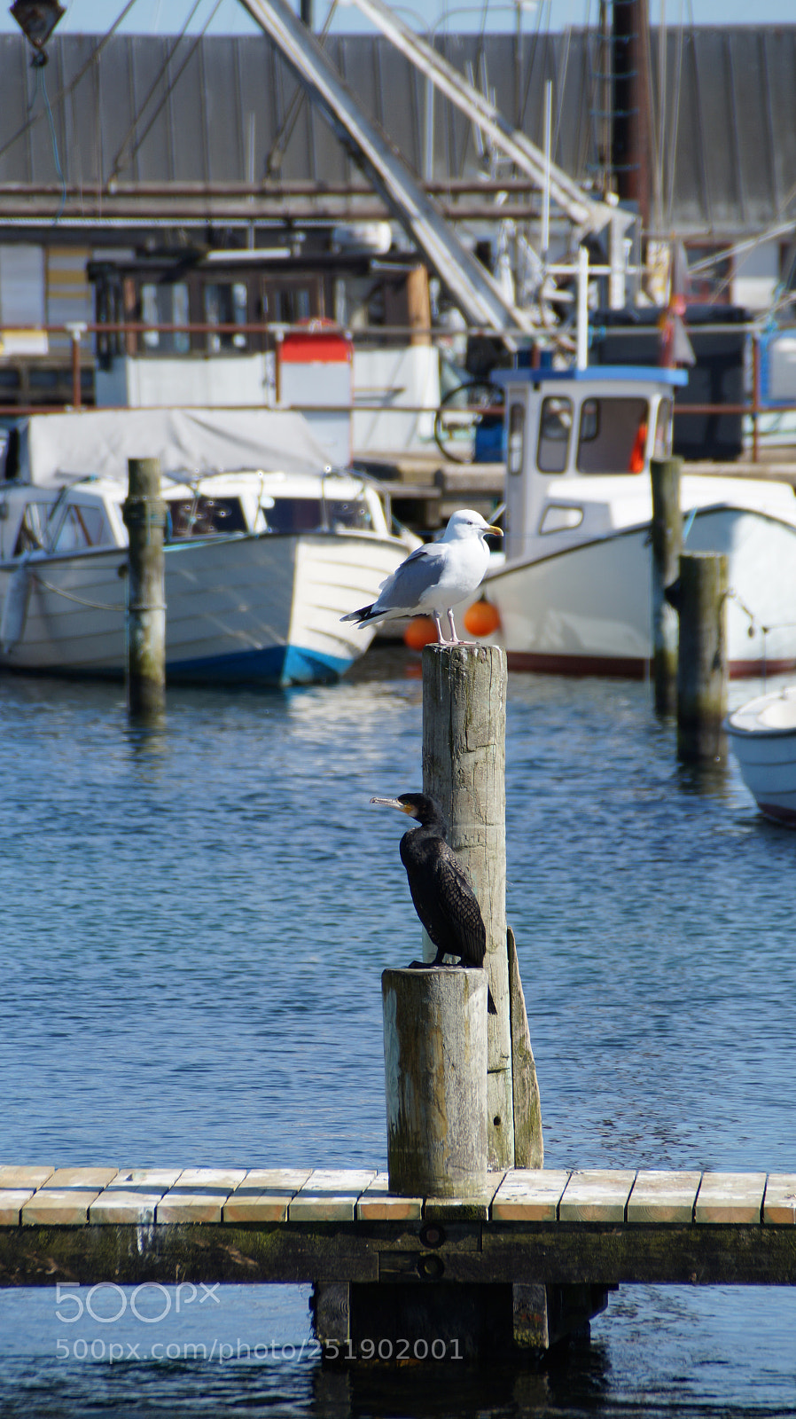 Sony SLT-A58 sample photo. Fishermen photography