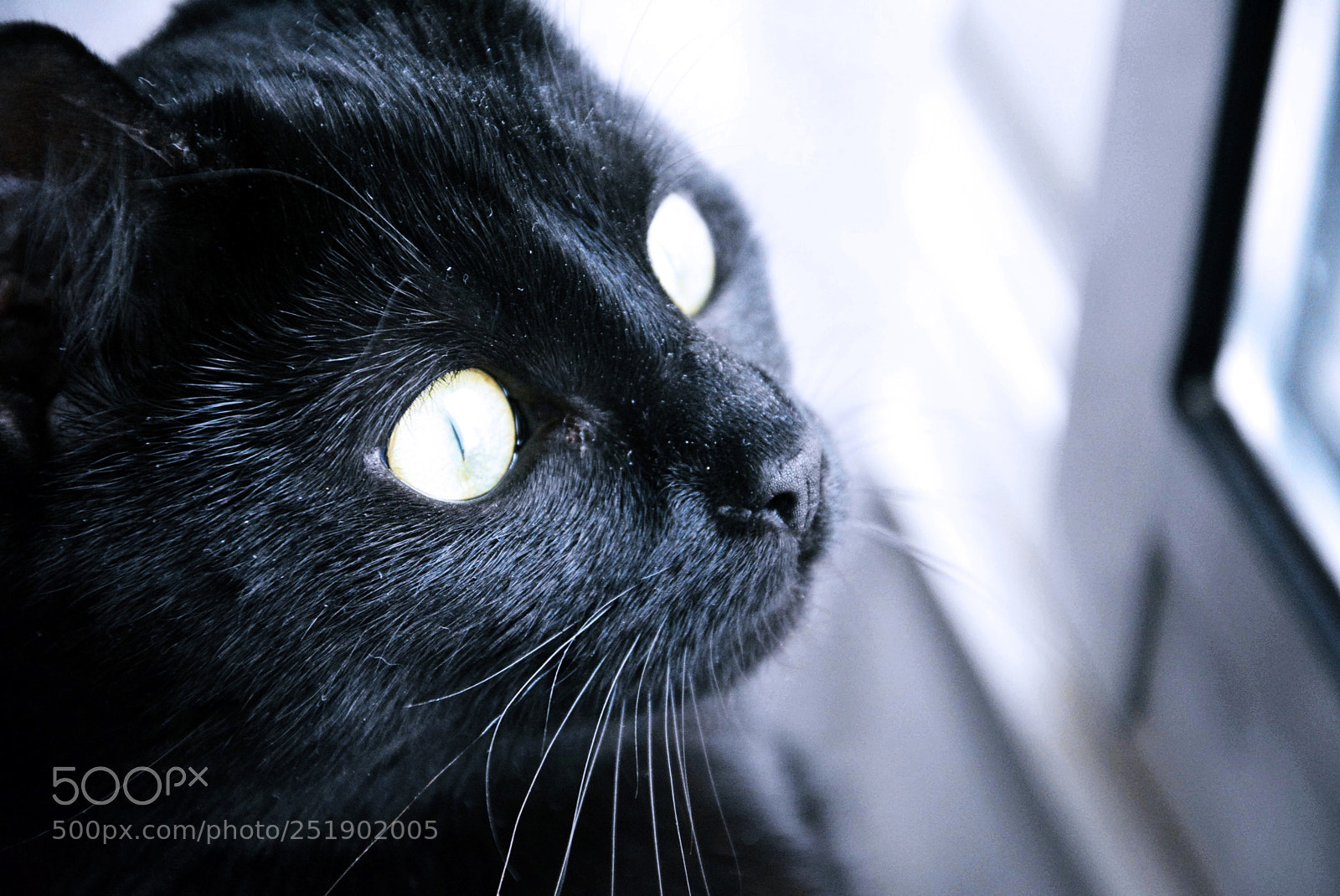 Nikon D5200 sample photo. Kitty photography