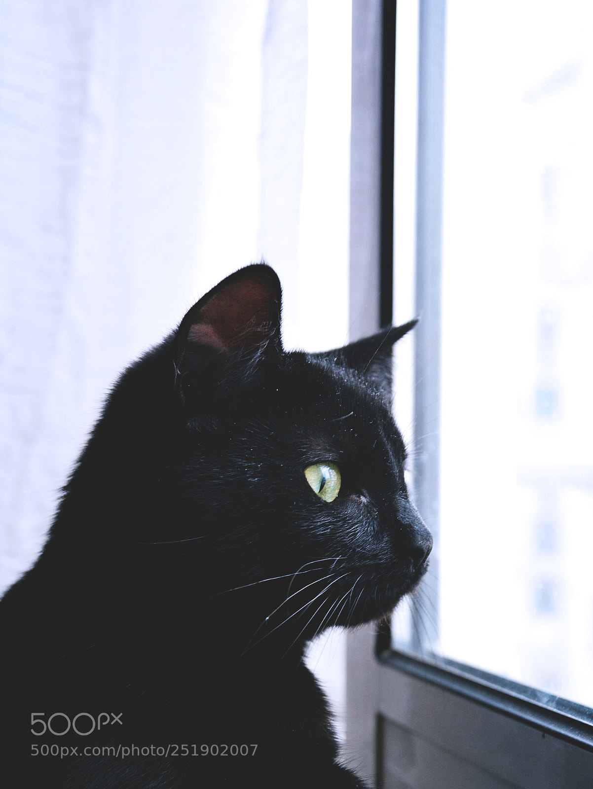 Nikon D5200 sample photo. Kitty photography