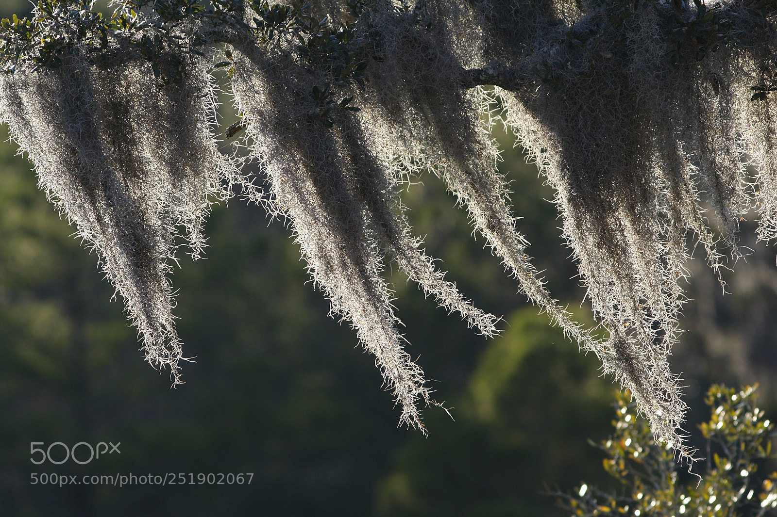 Canon EOS 350D (EOS Digital Rebel XT / EOS Kiss Digital N) sample photo. Spanish-moss, mt. pleasant, sc photography