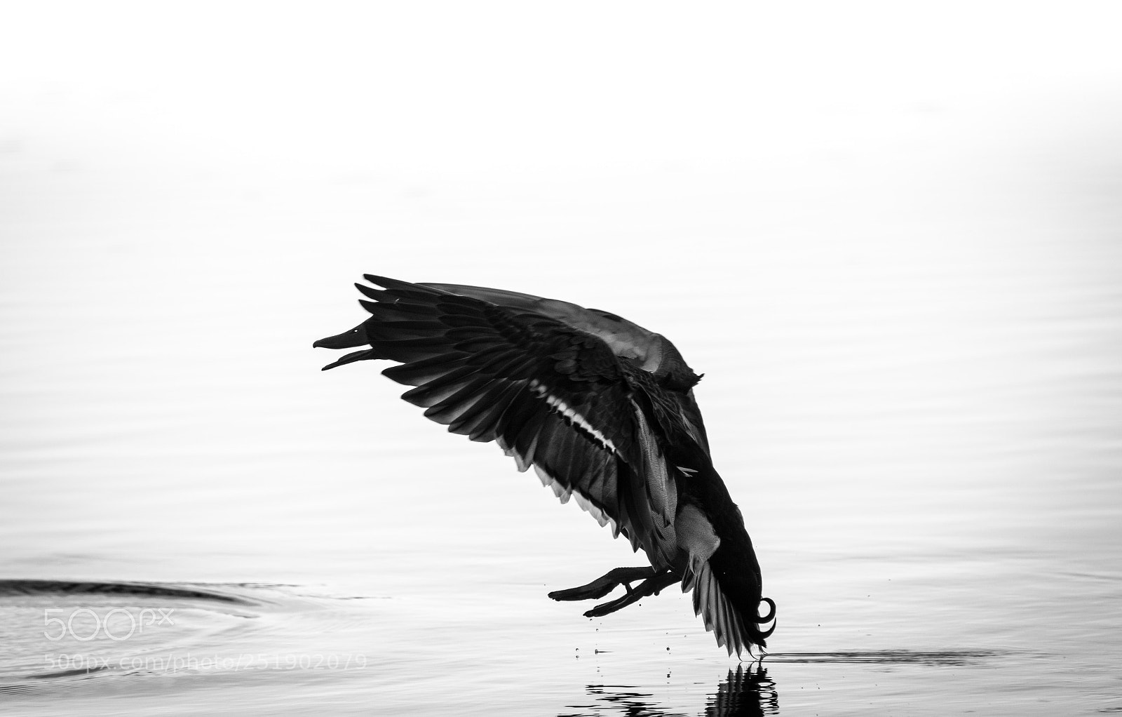 Nikon D500 sample photo. Prepare for landing photography