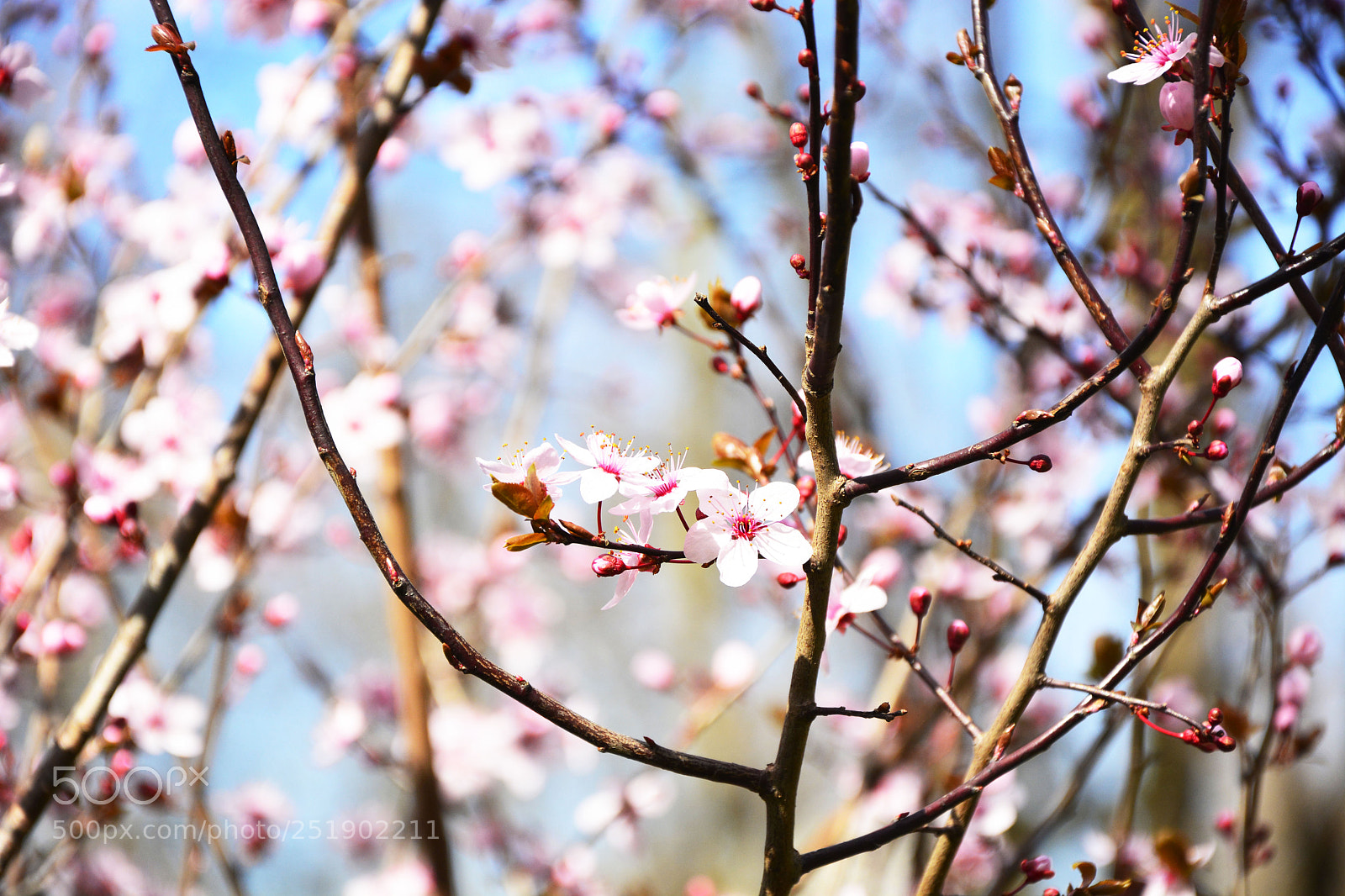 Nikon D7100 sample photo. Flowers photography
