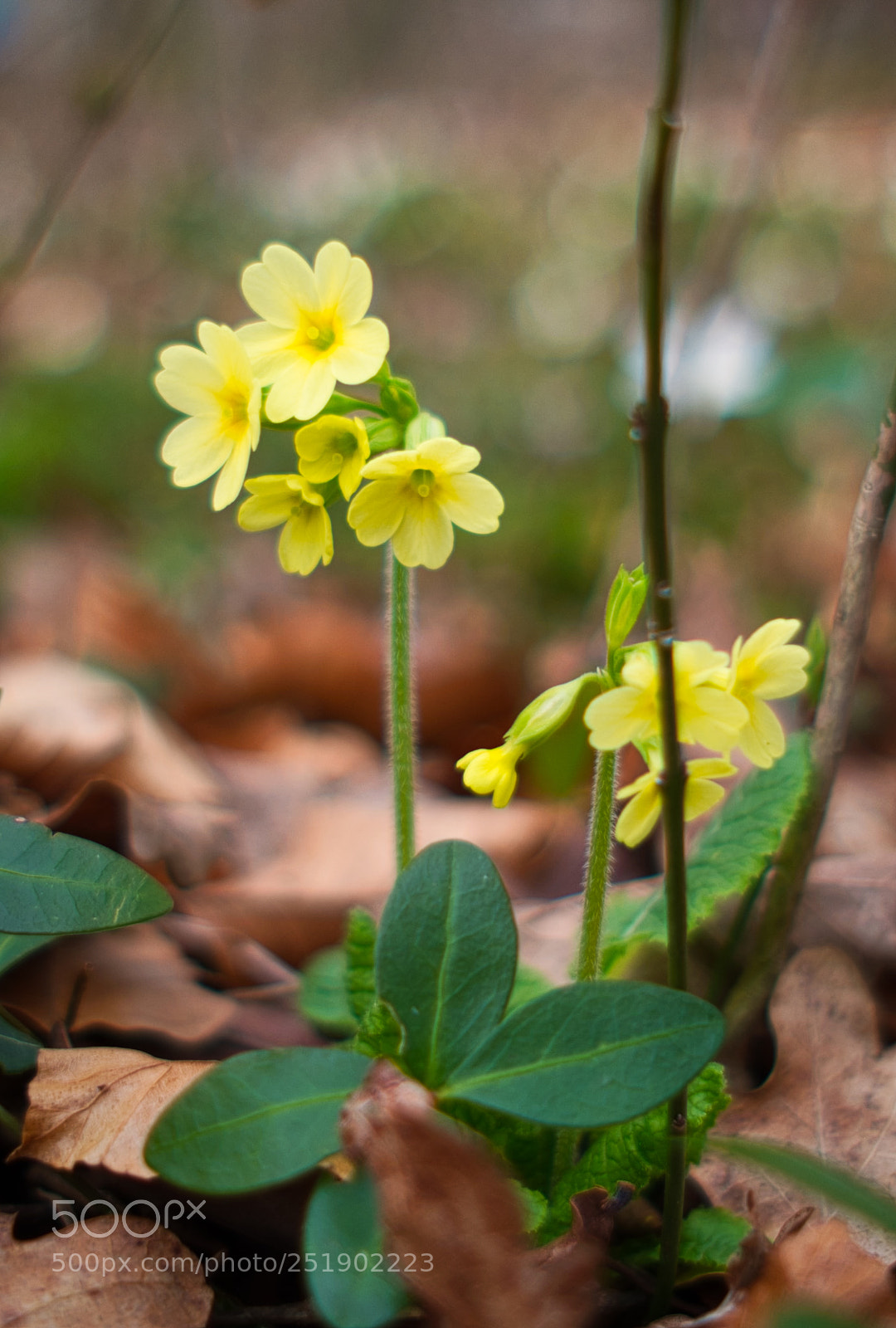 Fujifilm X-Pro2 sample photo. Cowslip photography