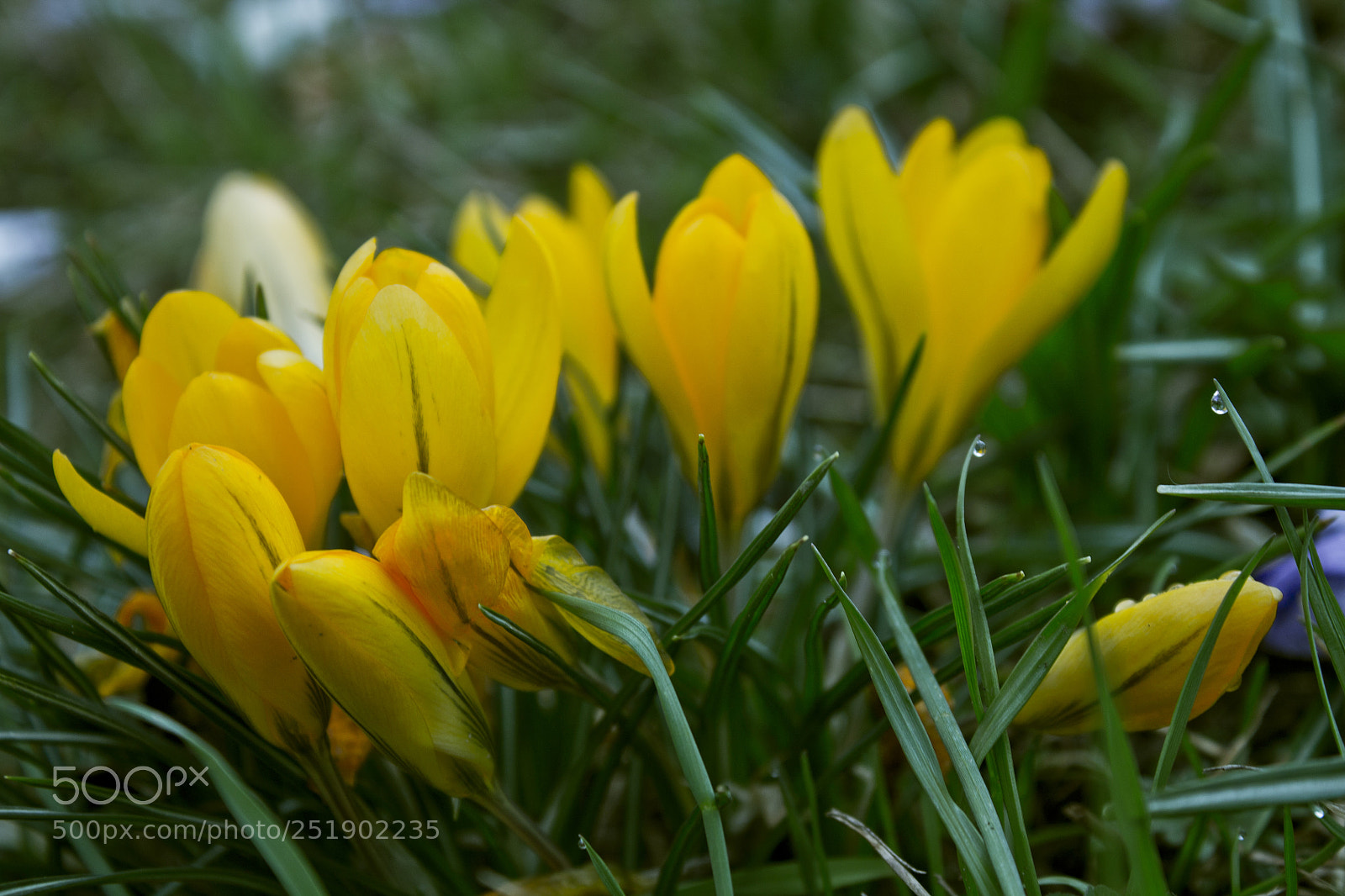 Canon EOS 1100D (EOS Rebel T3 / EOS Kiss X50) sample photo. Beauty of a spring photography