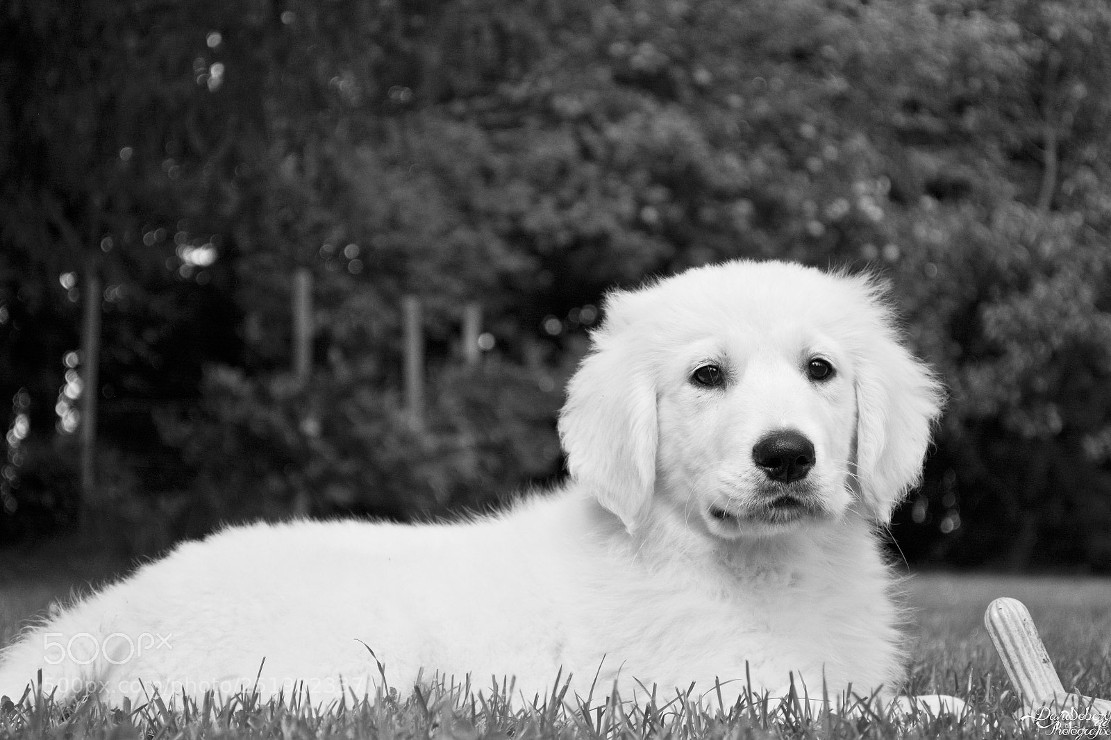 Nikon D7100 sample photo. Ares photography