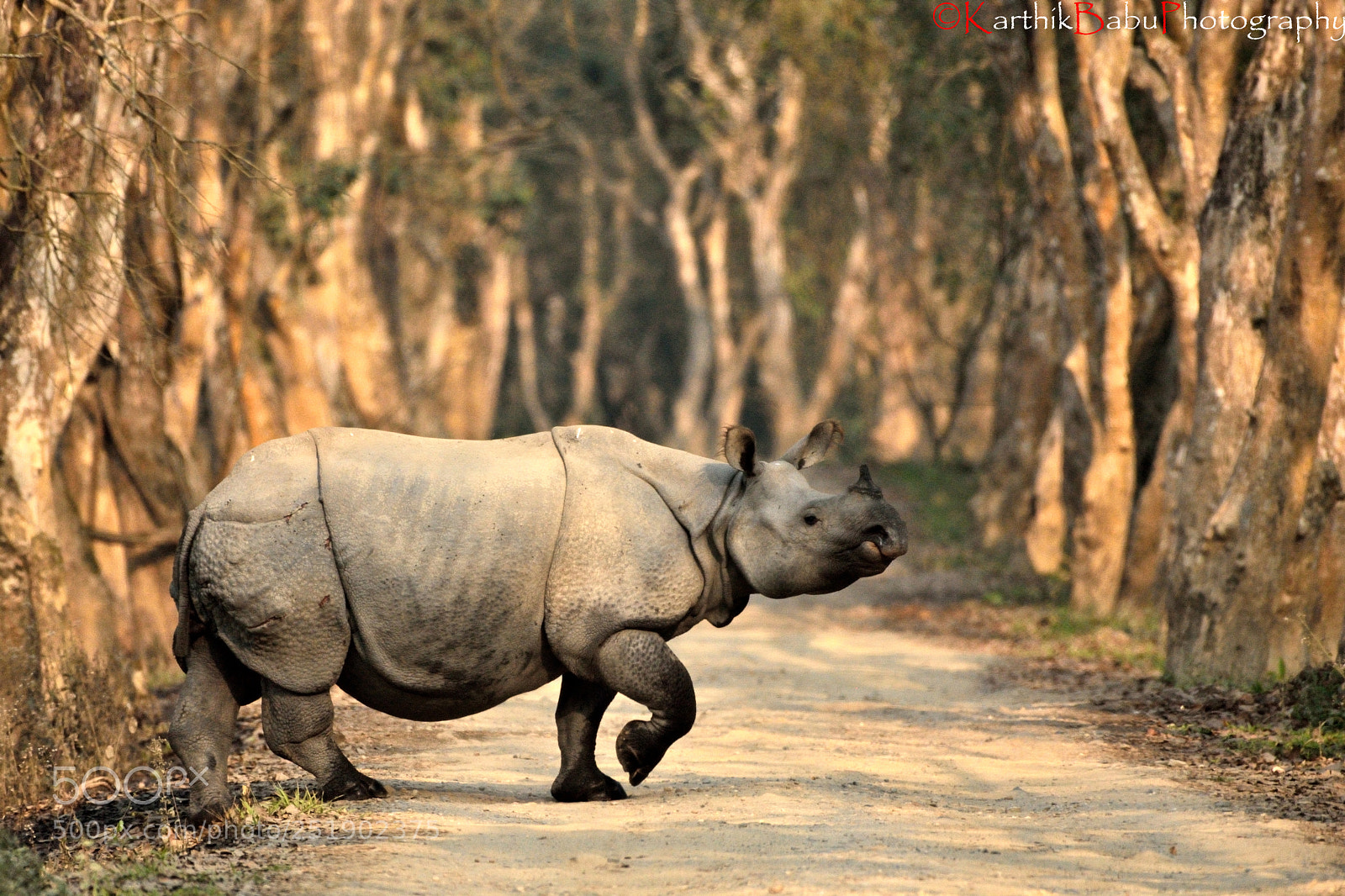 Nikon D7100 sample photo. One horn rhino photography