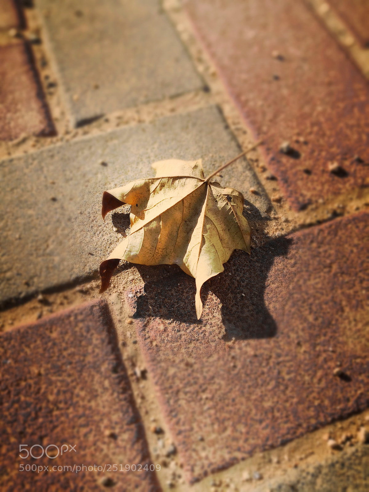 HUAWEI Mate 10 Pro sample photo. Lonely leaf photography