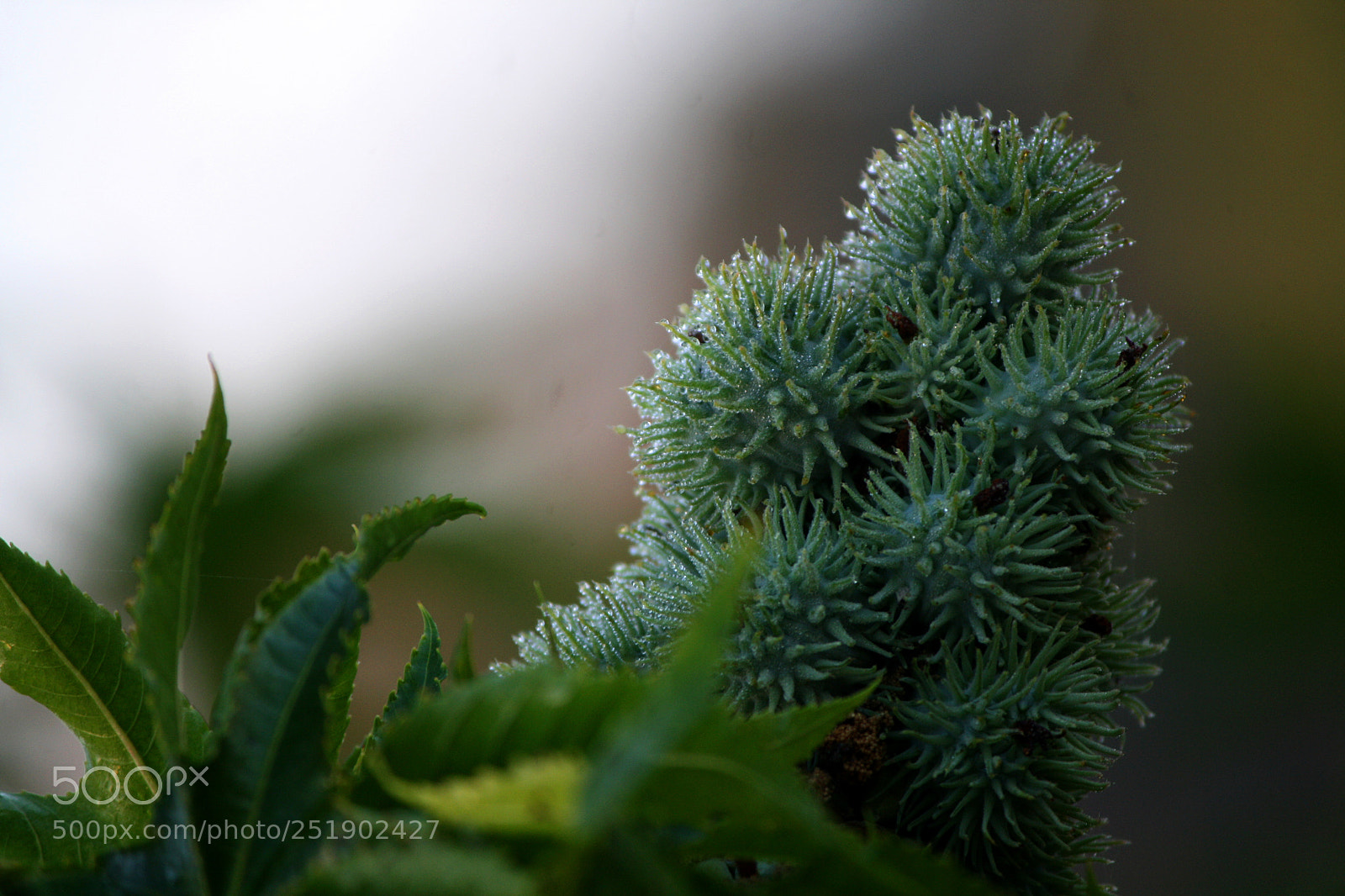 Canon EOS 1000D (EOS Digital Rebel XS / EOS Kiss F) sample photo. Beauty of nature dehradun photography