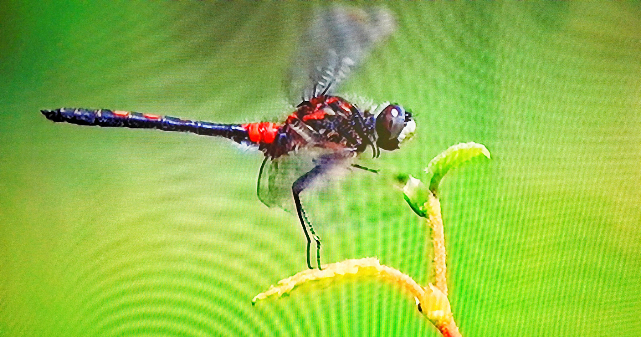 HUAWEI P8 sample photo