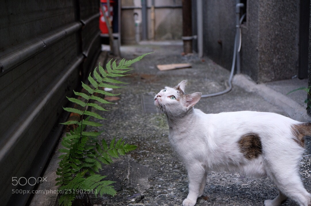 Fujifilm X-T2 sample photo. Untitled photography