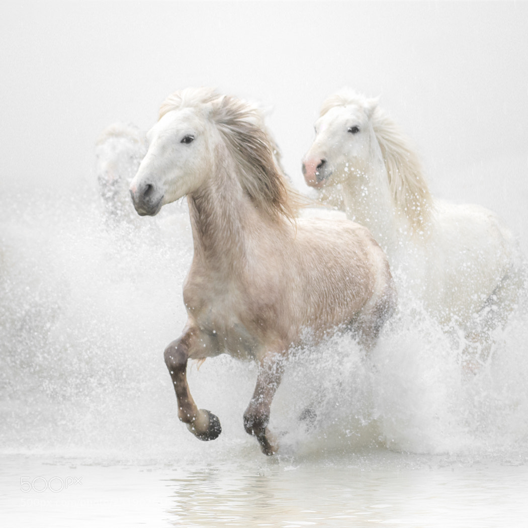 Nikon D7500 sample photo. Leading the pack photography