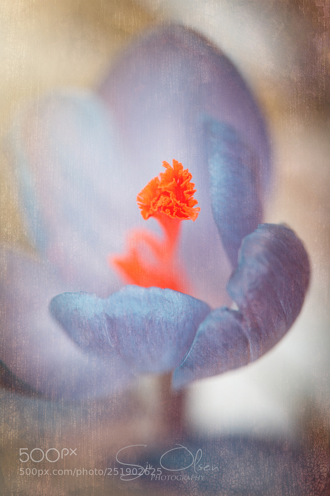 Nikon D7100 sample photo. ~ crocus ~ photography