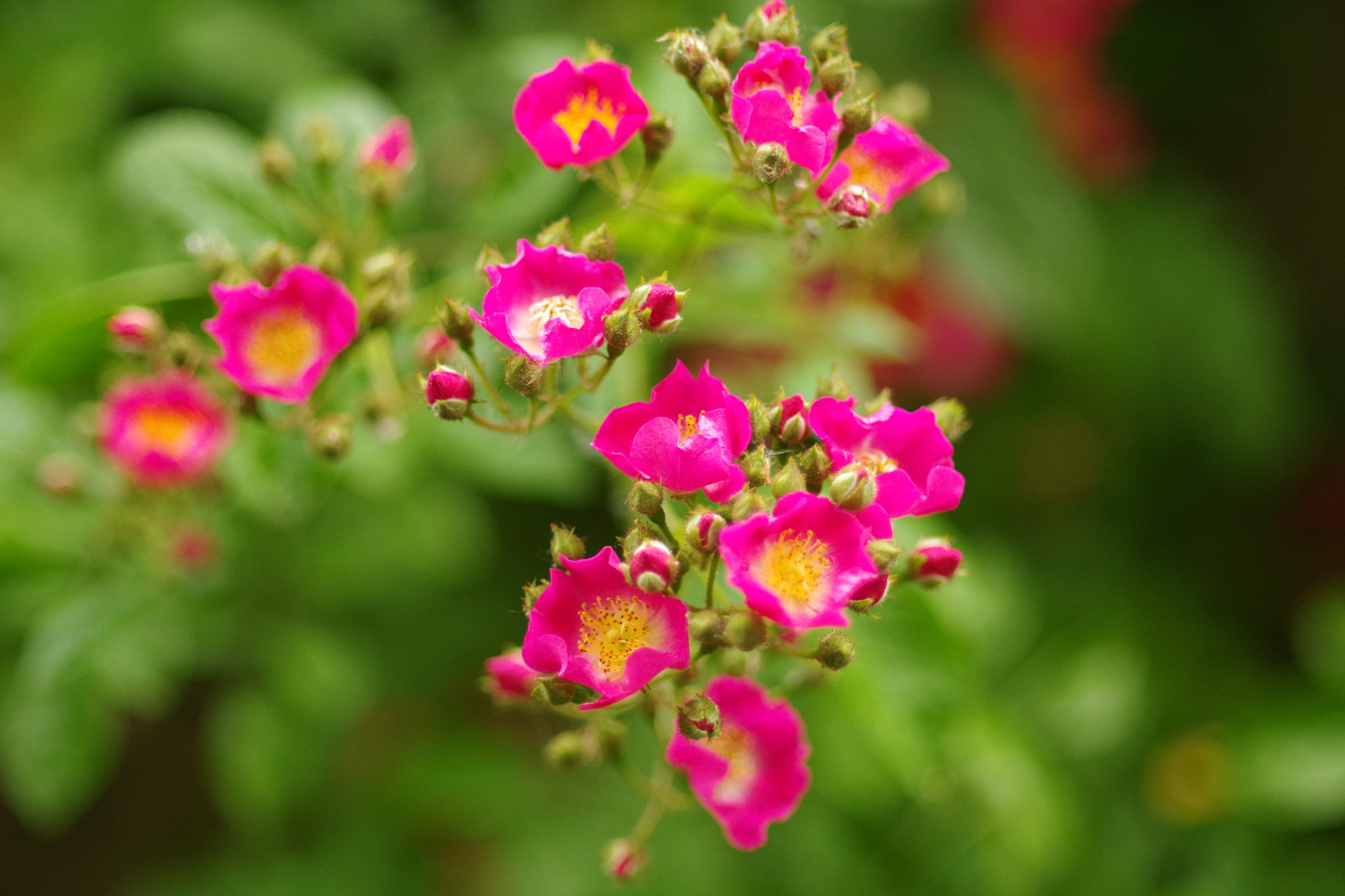 Pentax smc DA* 55mm F1.4 SDM sample photo. Yellow rose roses photography