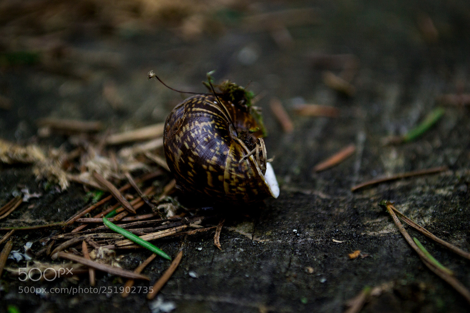 Nikon D3100 sample photo. улитка photography