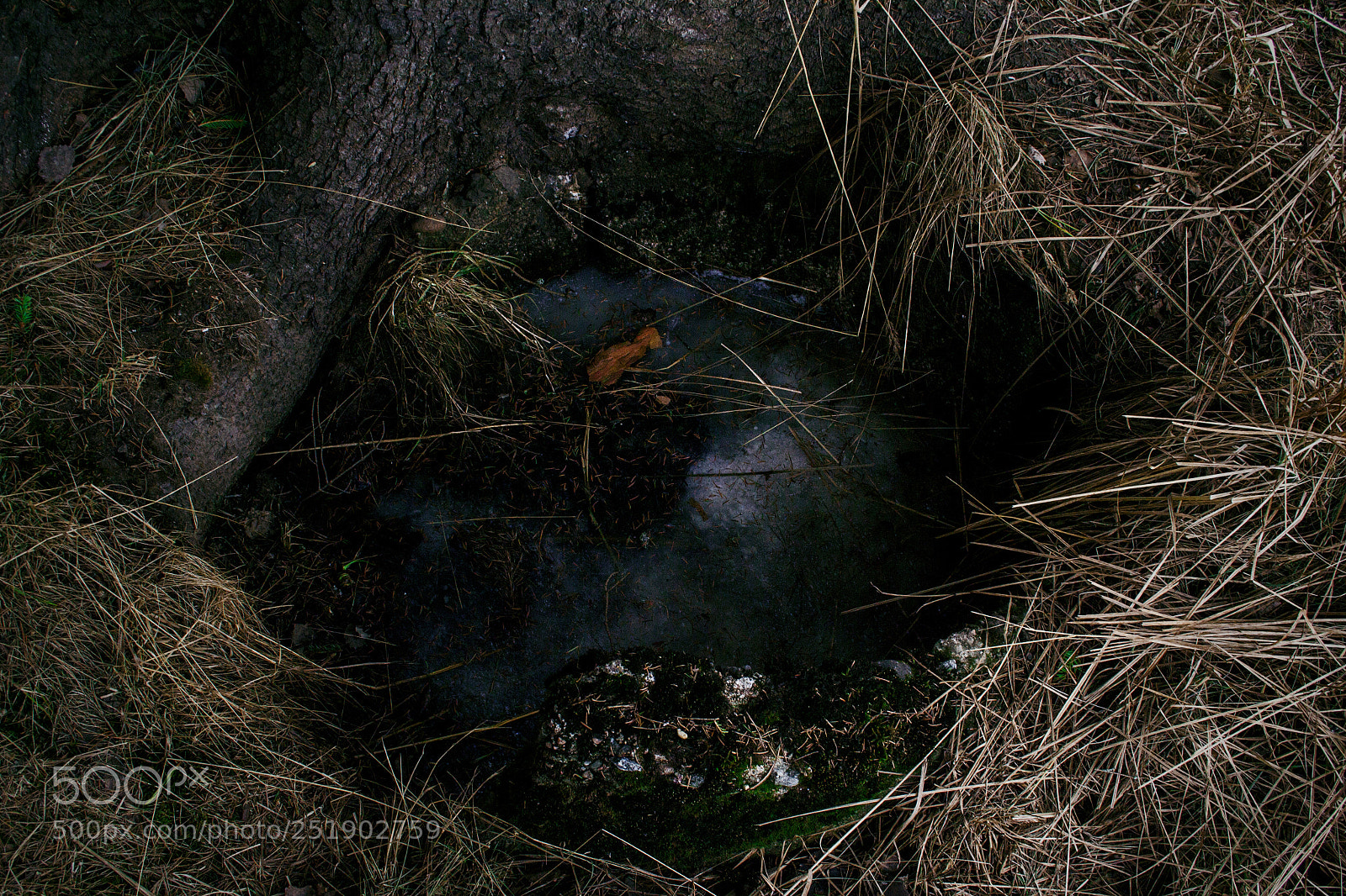 Nikon D3100 sample photo. созерцать тишину photography