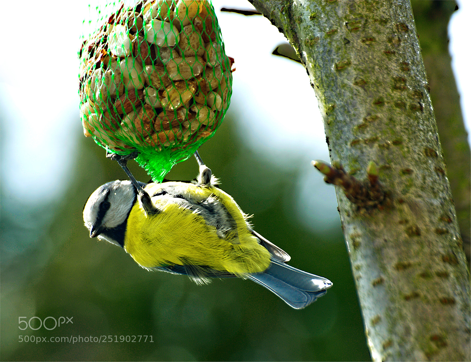 Nikon D700 sample photo. Vogel photography