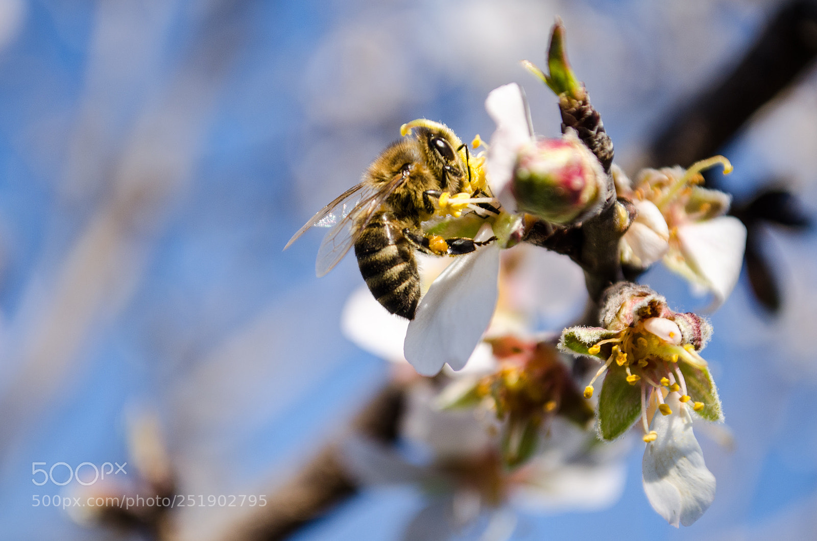 Nikon D5100 sample photo. Pollination photography