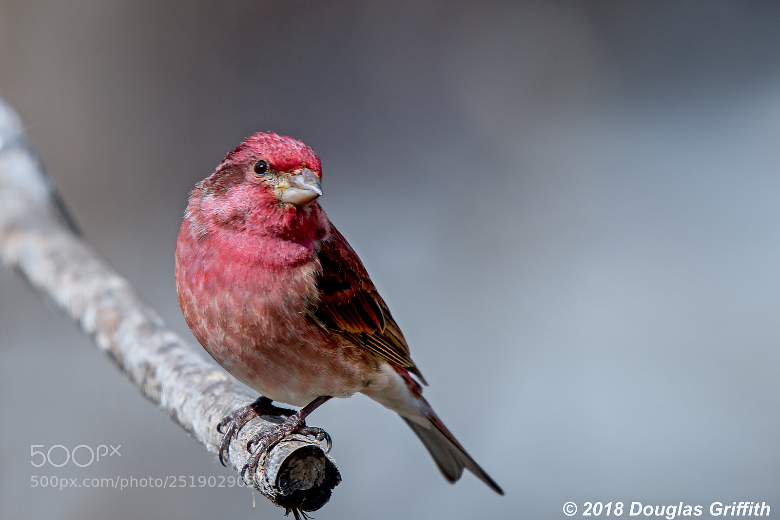 Nikon D500 sample photo. Male purple finch haemorhous photography