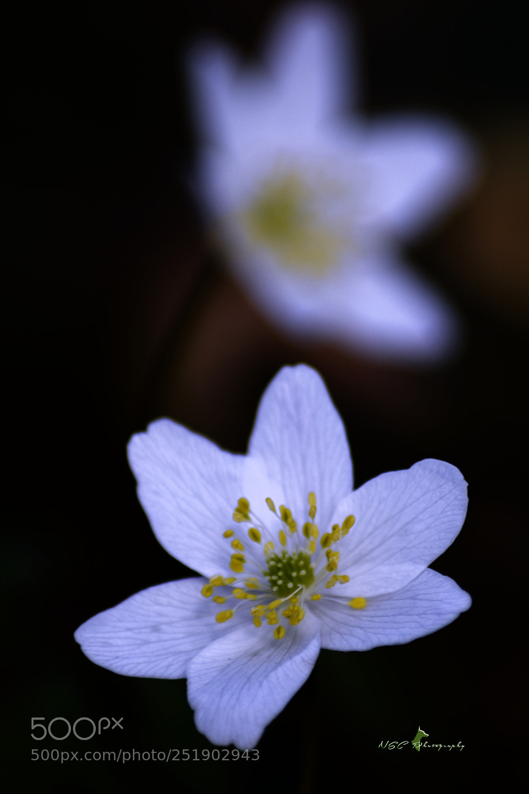 Nikon D5500 sample photo. First flower > spring 2018 photography