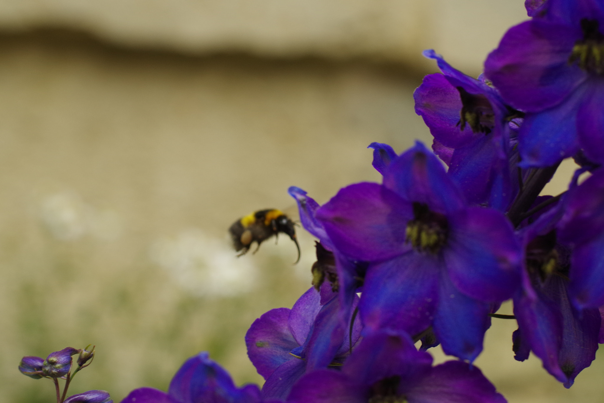 Pentax K-30 + Pentax smc DA* 55mm F1.4 SDM sample photo. La trompe d'abeille photography