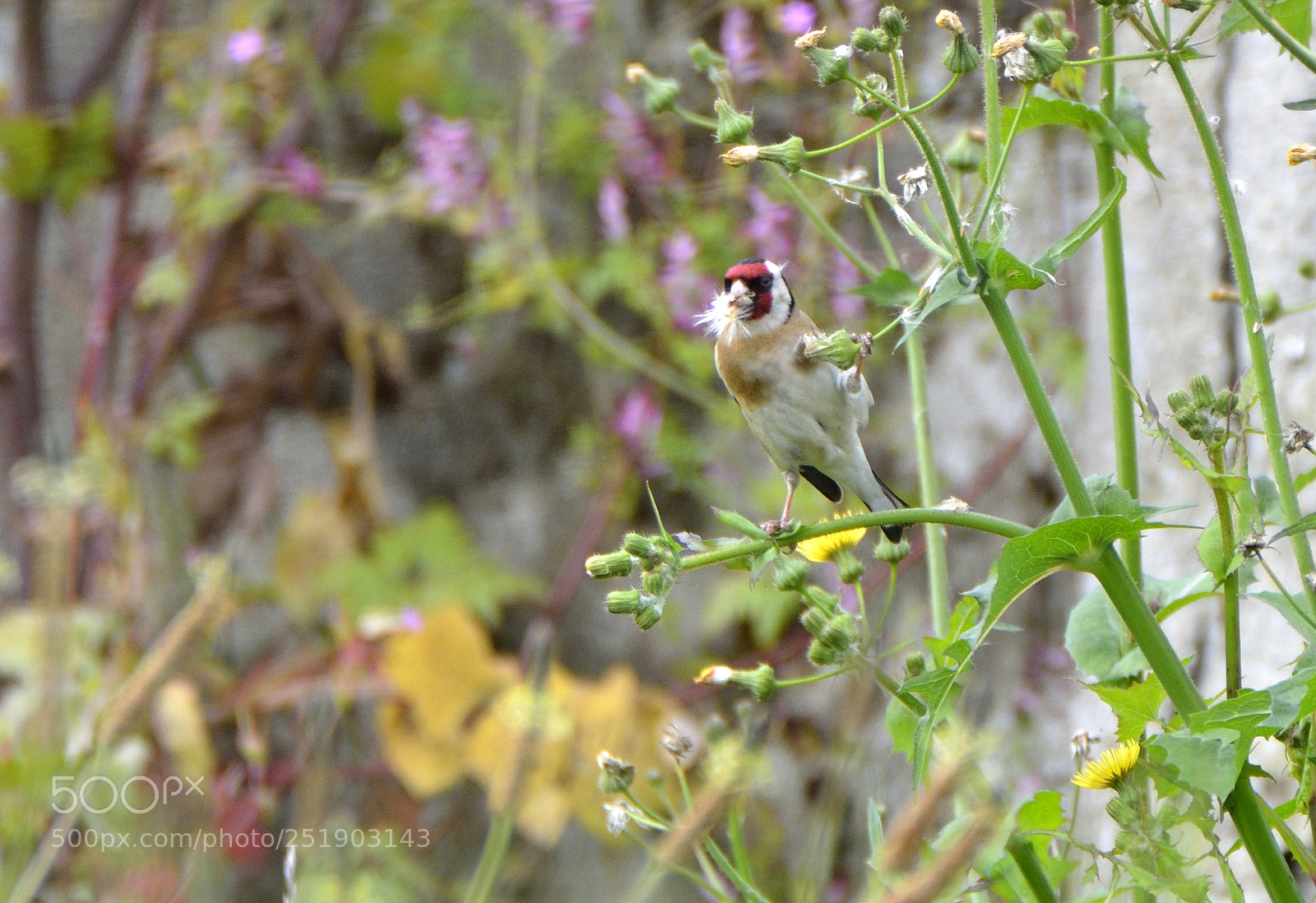 Nikon D7000 sample photo. Ricas semillas. photography