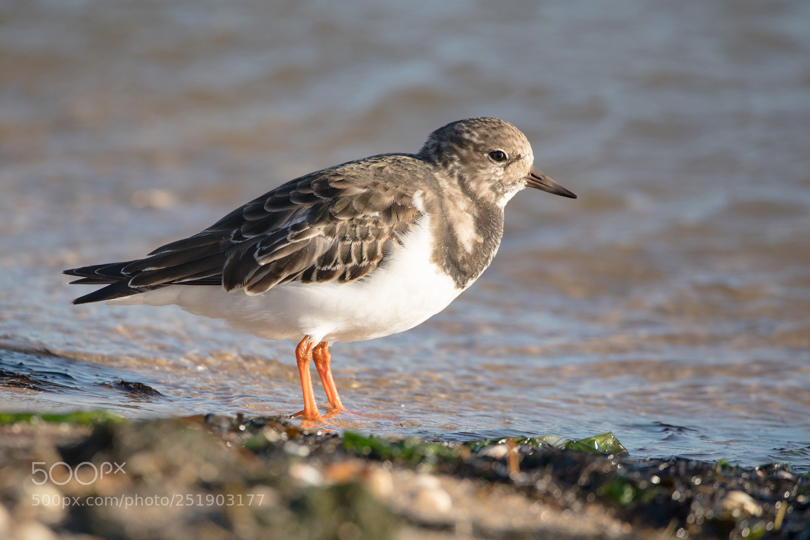 Canon EOS 5D Mark IV sample photo. Ruddy turnstone photography