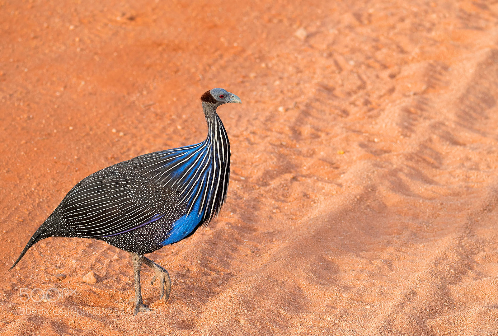 Nikon D500 sample photo. Vulturine guineafowl photography