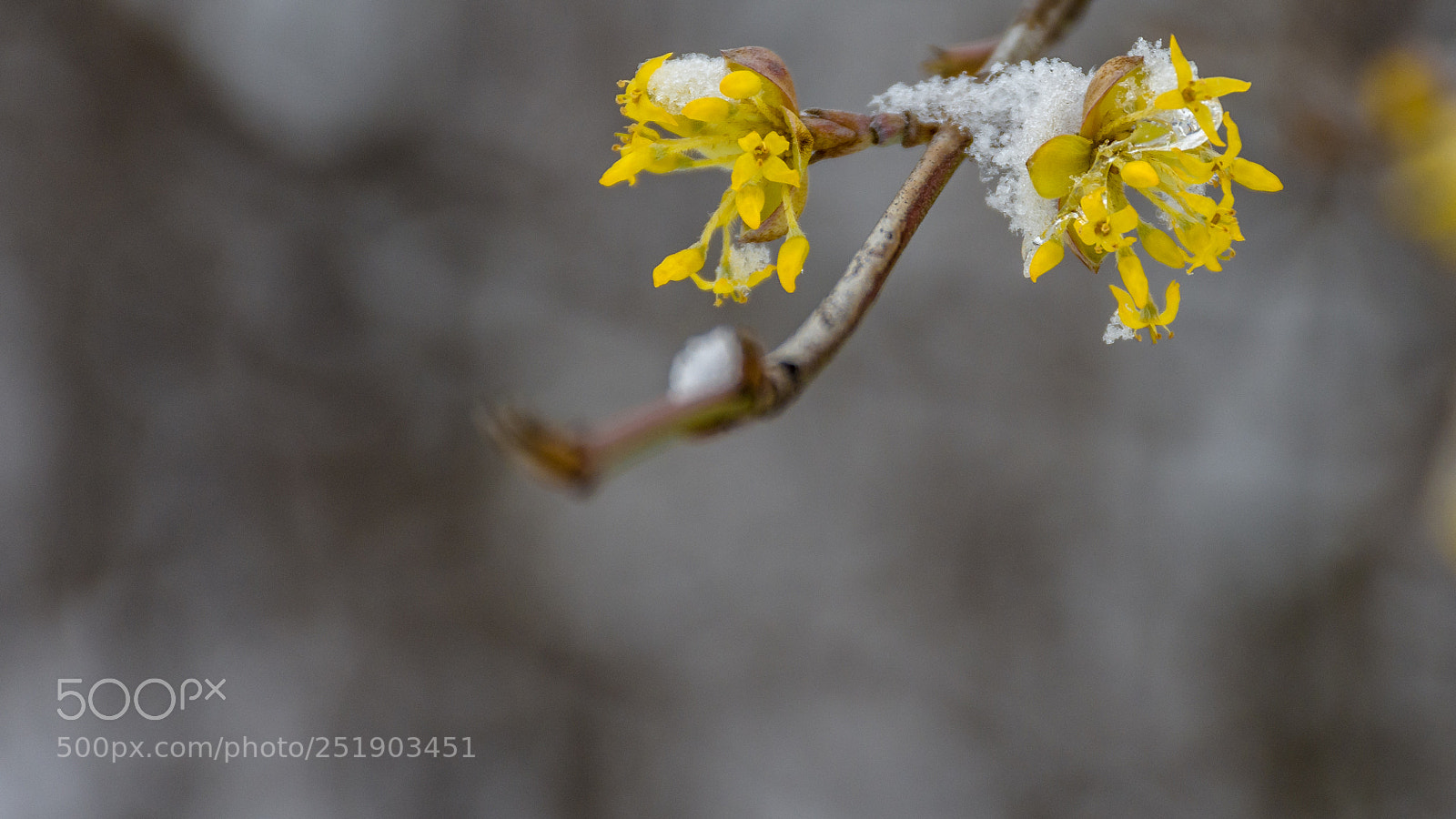 Nikon D7200 sample photo. Wintery spring photography