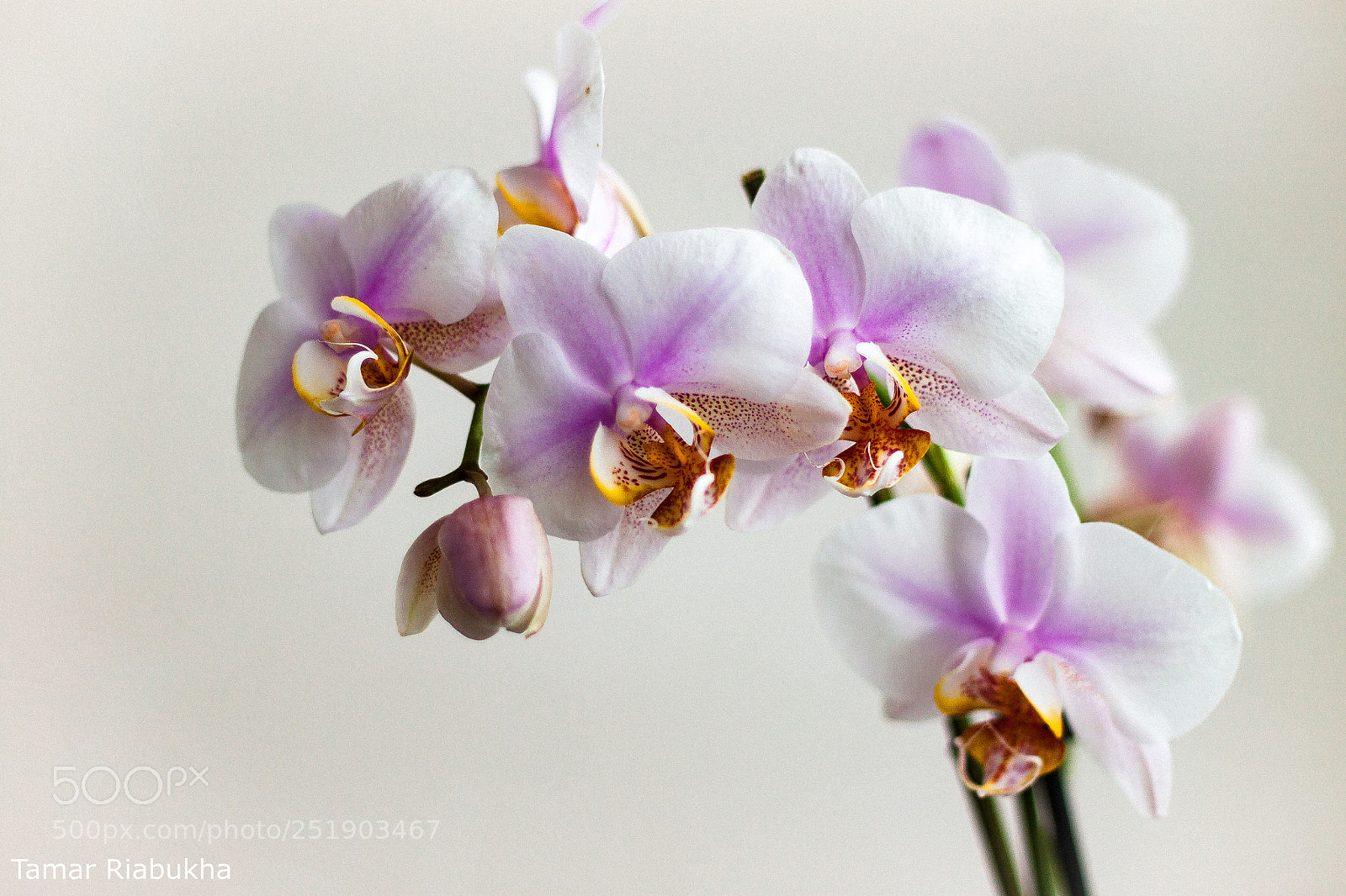 Canon EOS 500D (EOS Rebel T1i / EOS Kiss X3) sample photo. Orchid photography