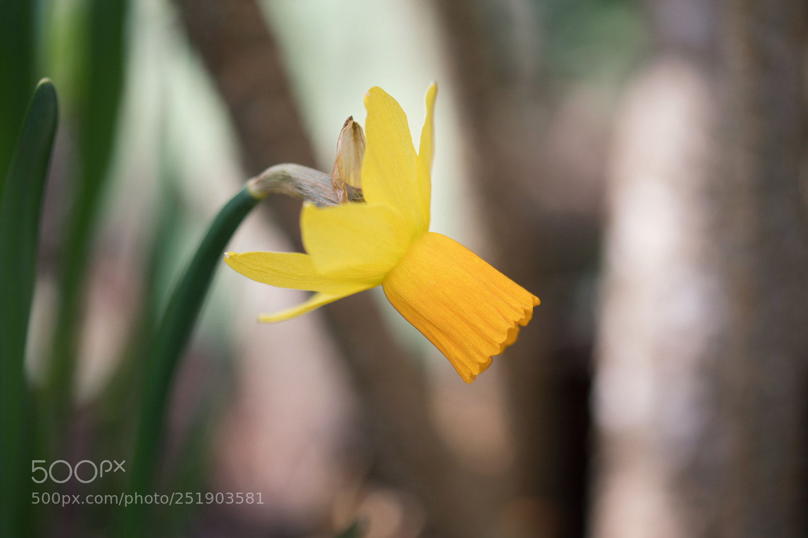 Nikon D500 sample photo. Flora photography
