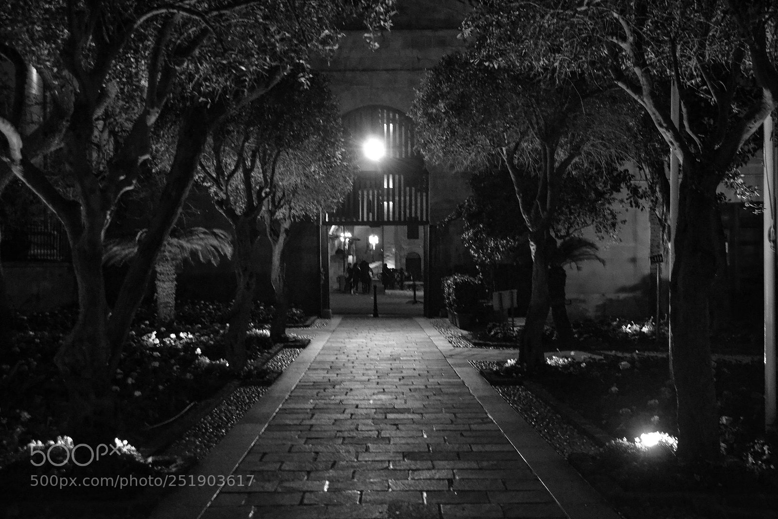 Nikon D3100 sample photo. Evening walk b&w photography
