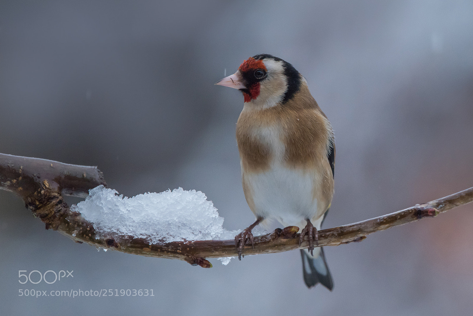 Nikon D810 sample photo. Goldfinch photography