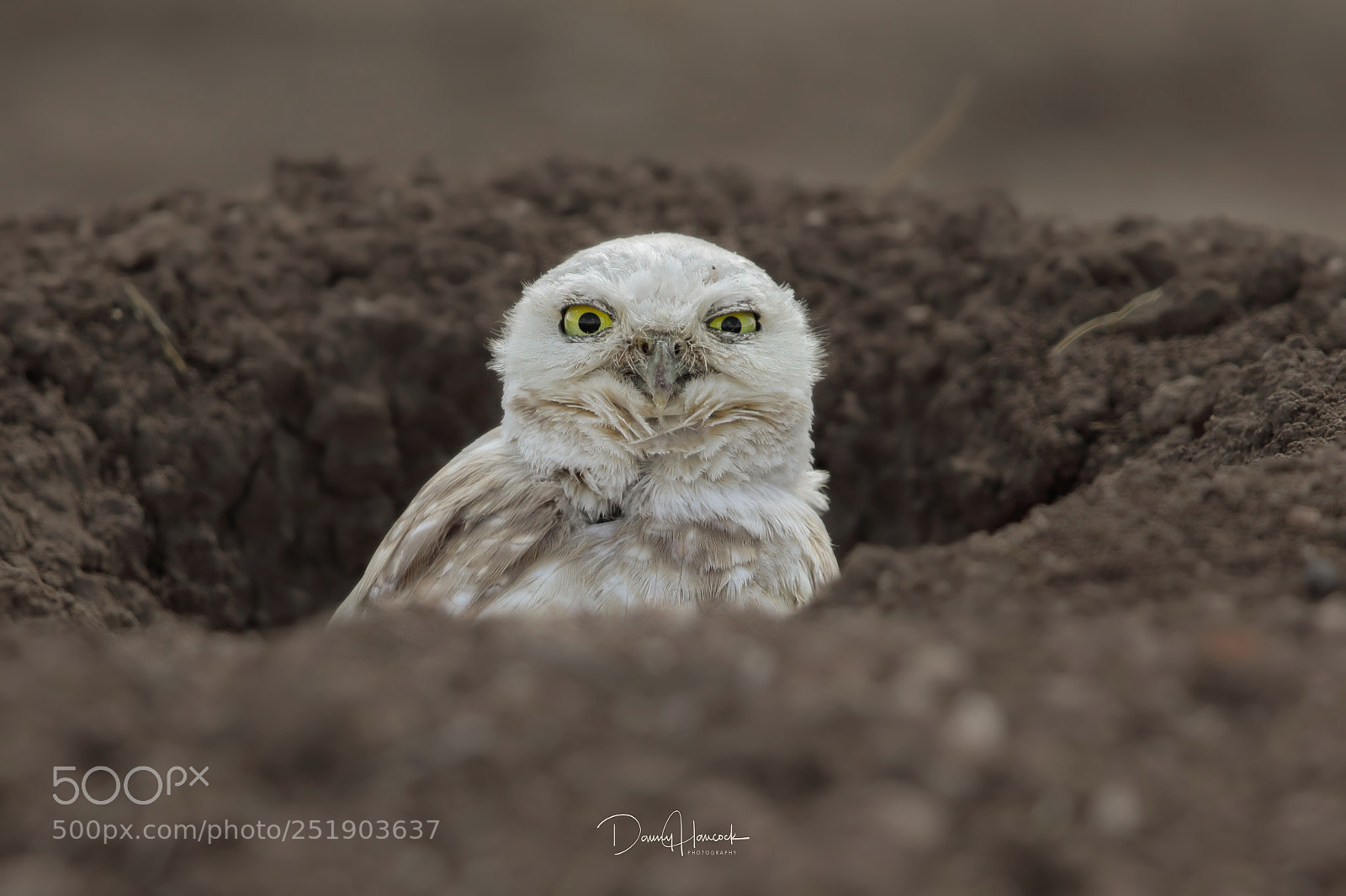 Canon EOS 5D Mark IV sample photo. Leucistic burrowing owl photography