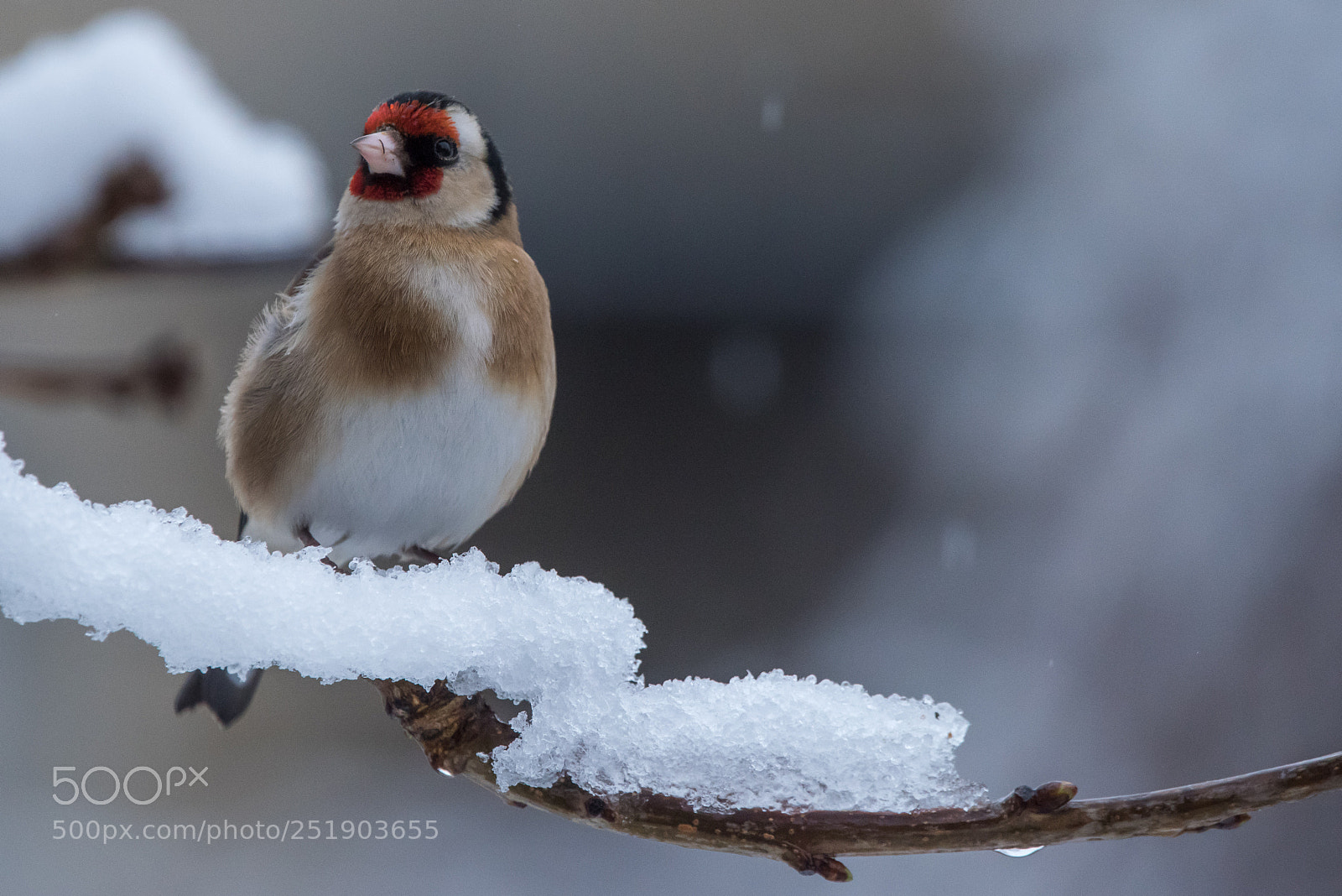 Nikon D810 sample photo. Goldfinch photography