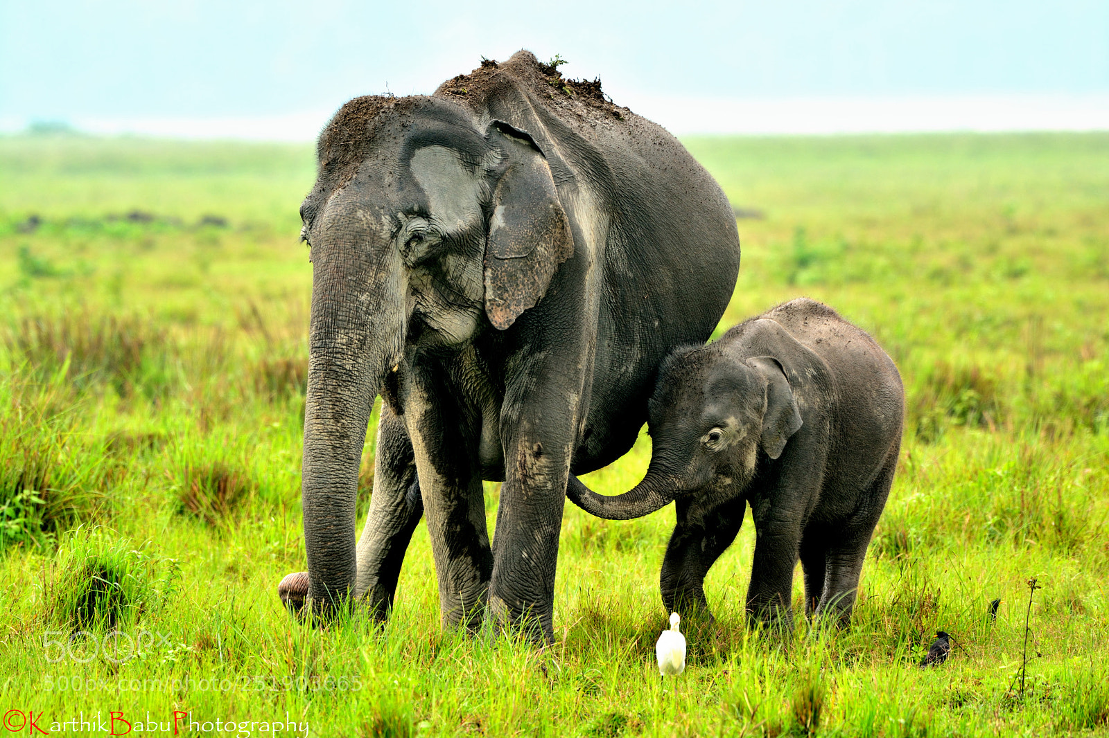 Nikon D7100 sample photo. Indian elephant with its photography